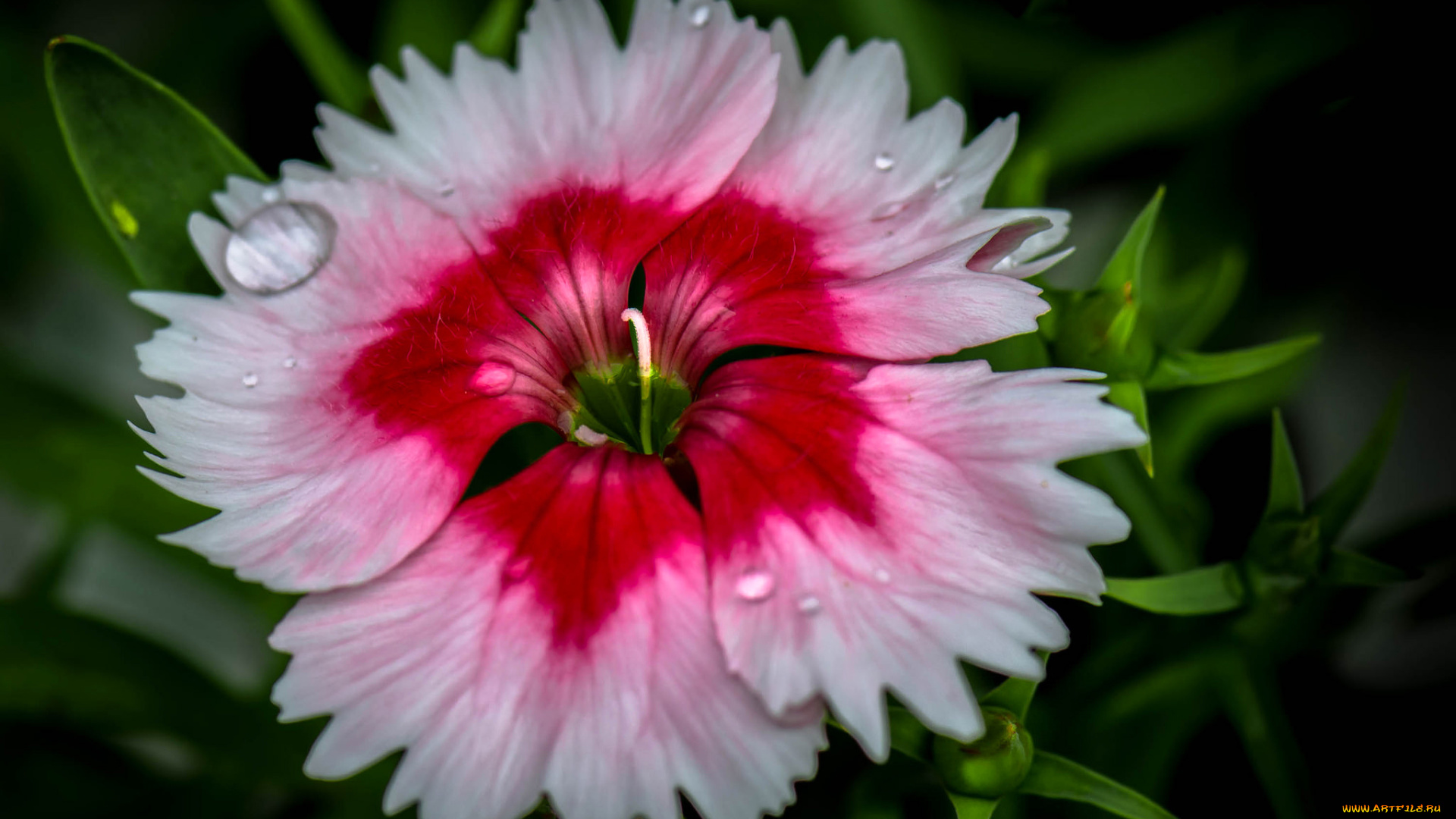 цветы, гвоздики, цветок, лепестки, китайская, гвоздика, капли, вода, роса