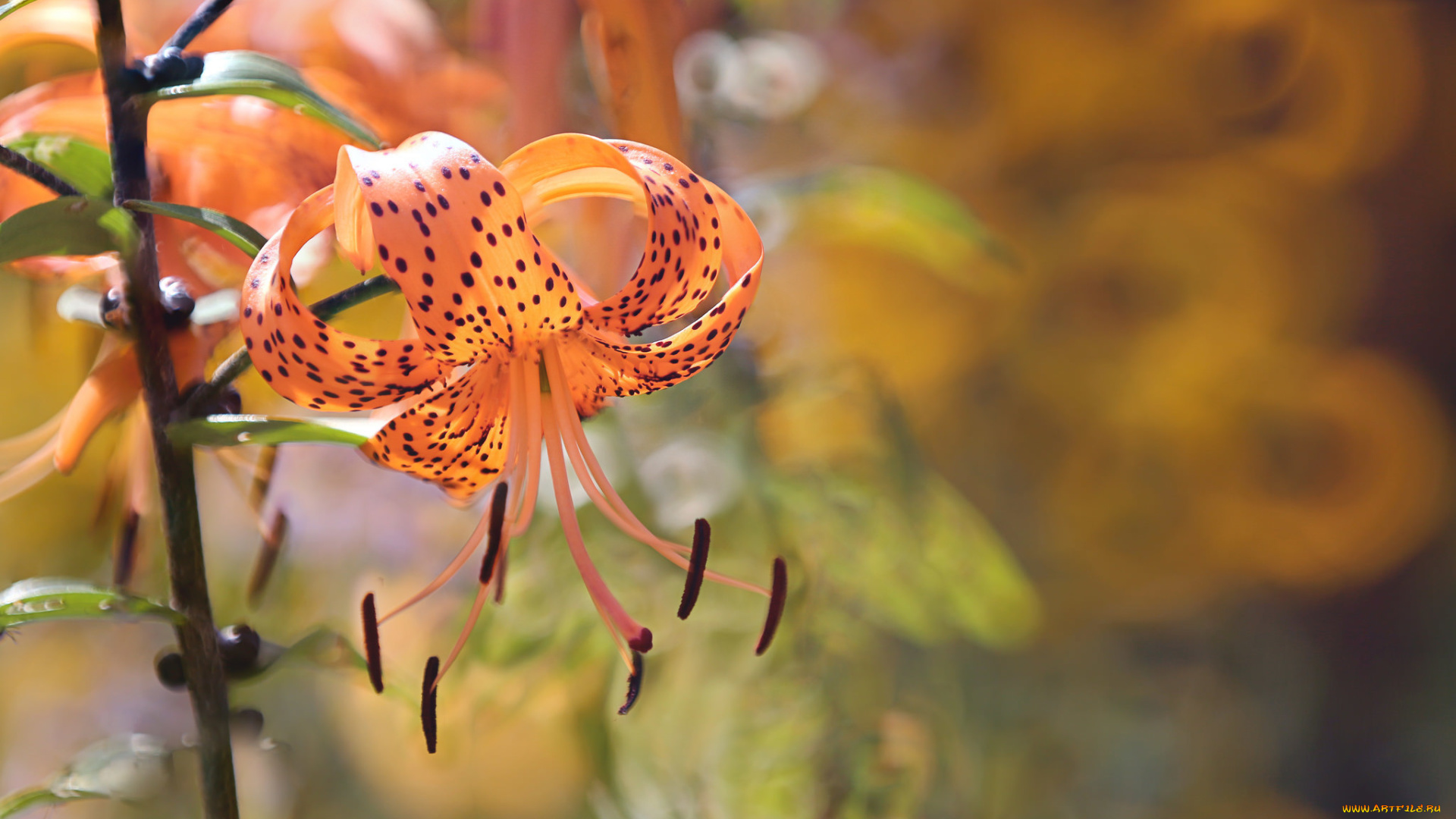 цветы, лилии, , лилейники, лето, природа, orange, tiger, lily