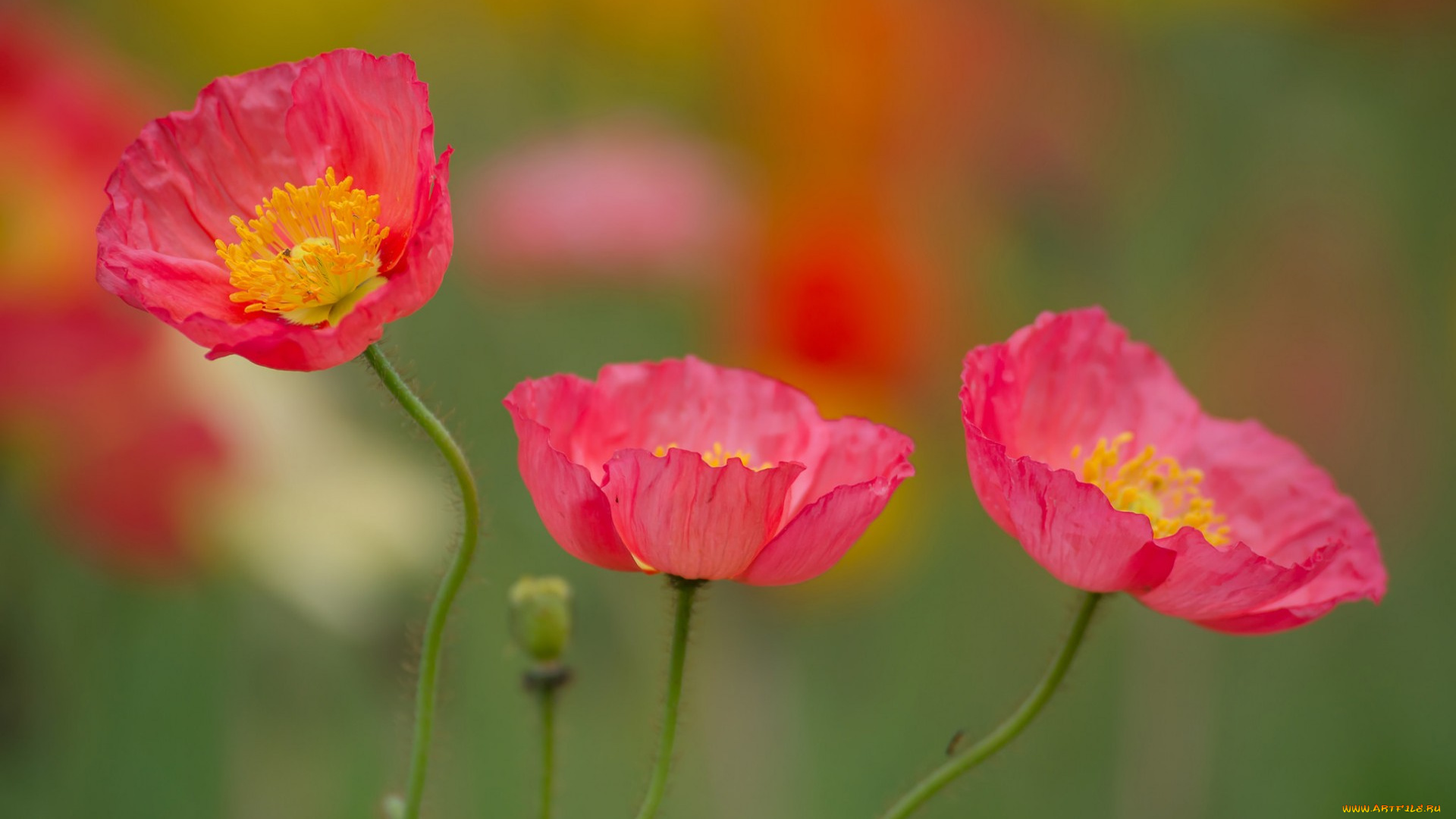цветы, маки, лепестки, стебель, макро