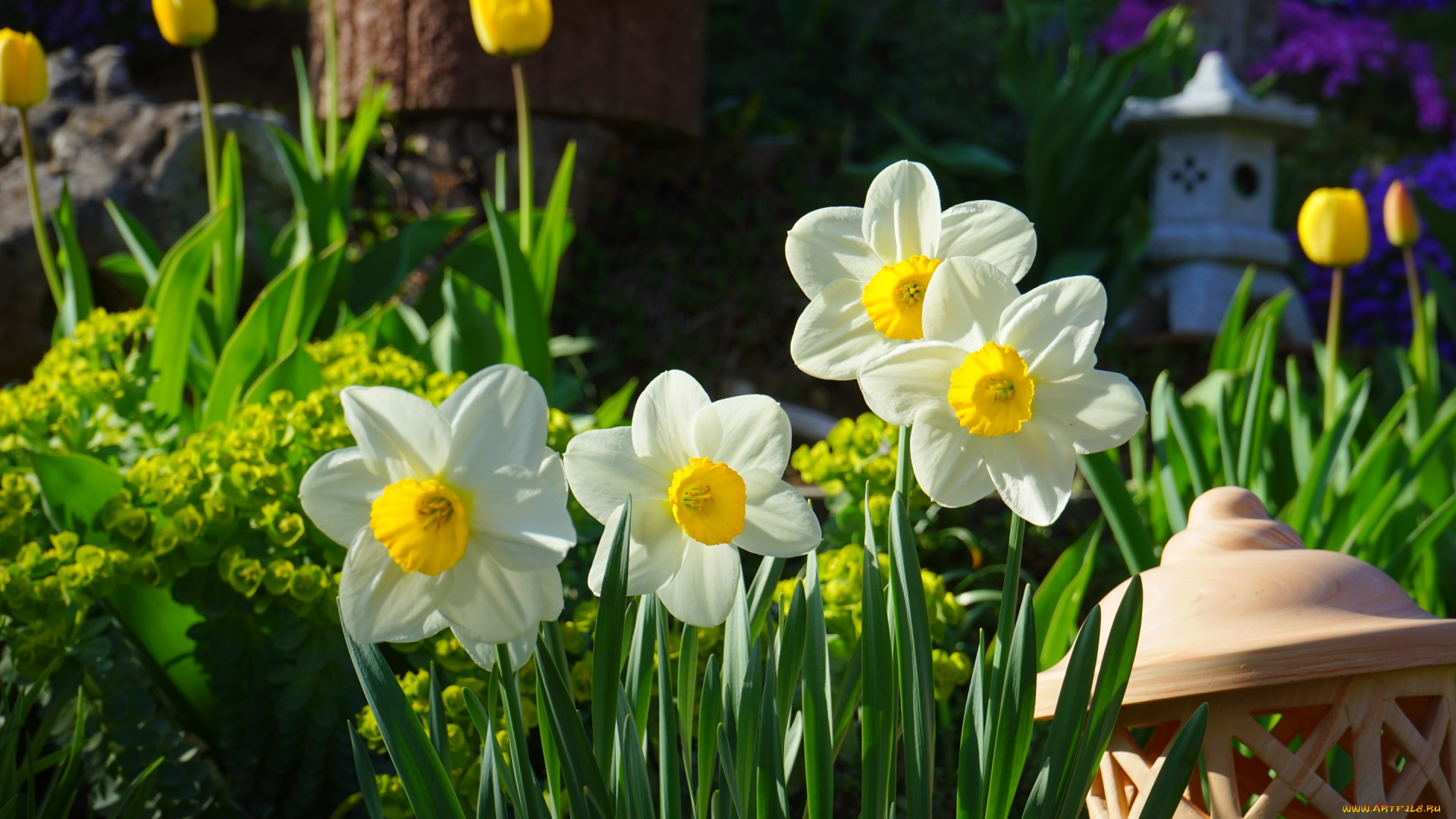 цветы, нарциссы, природа, сад, тюльпаны