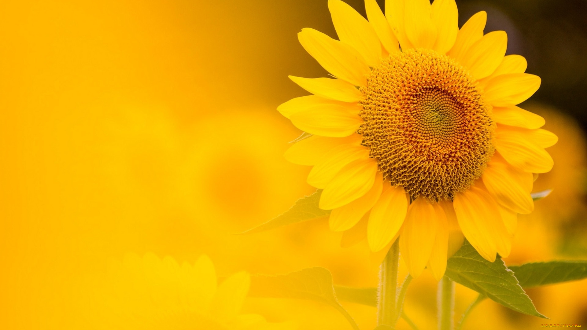 цветы, подсолнухи, фон, природа, подсолнух