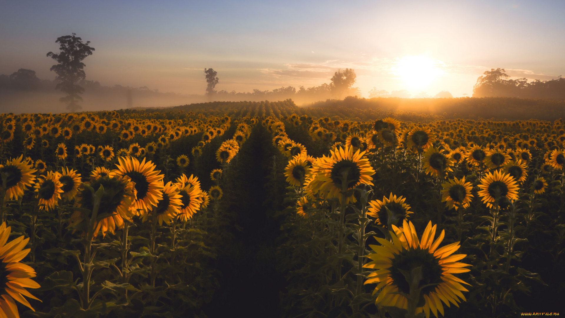 цветы, подсолнухи, утро, туман