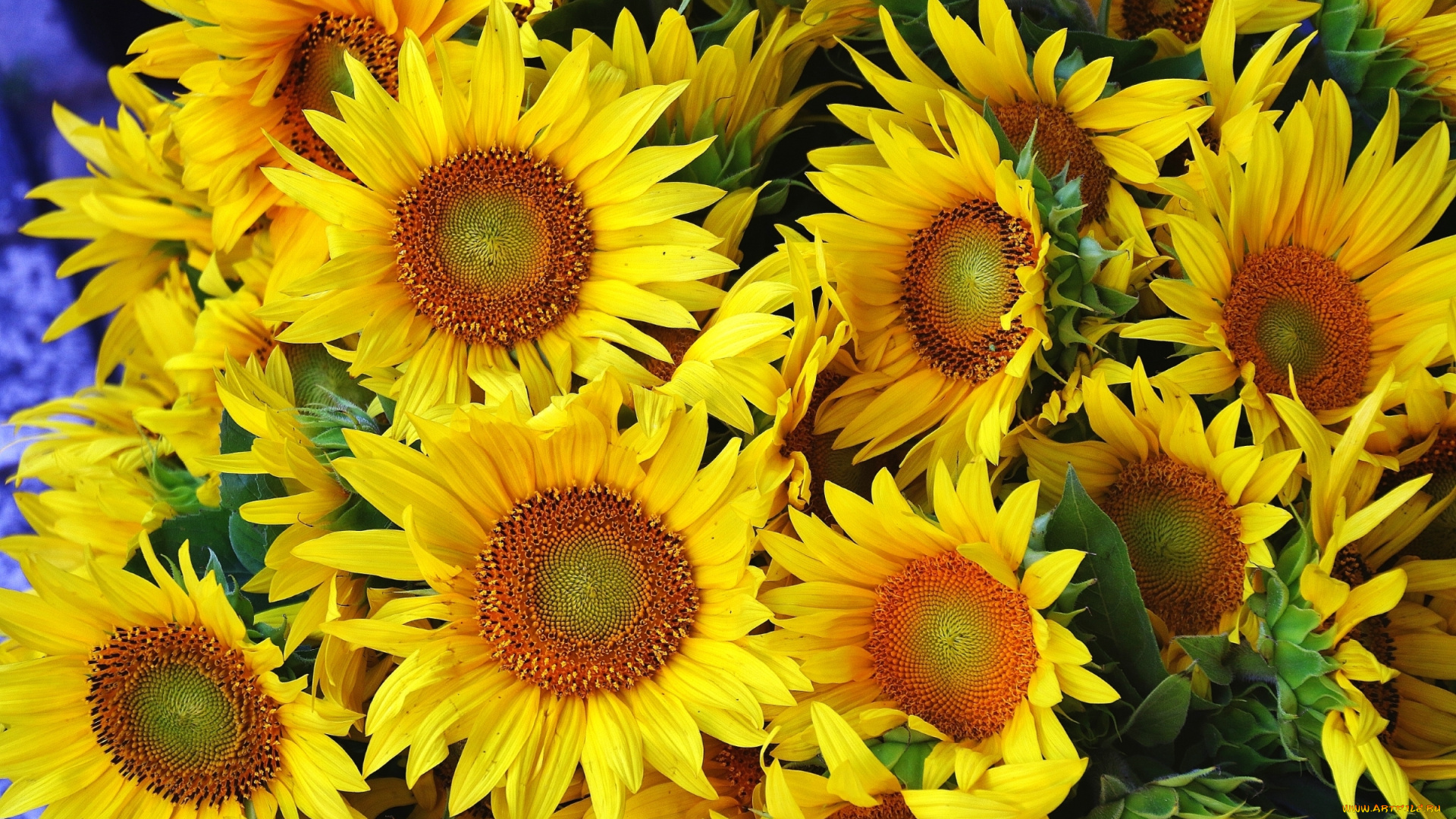 цветы, подсолнухи, желтый, лепестки