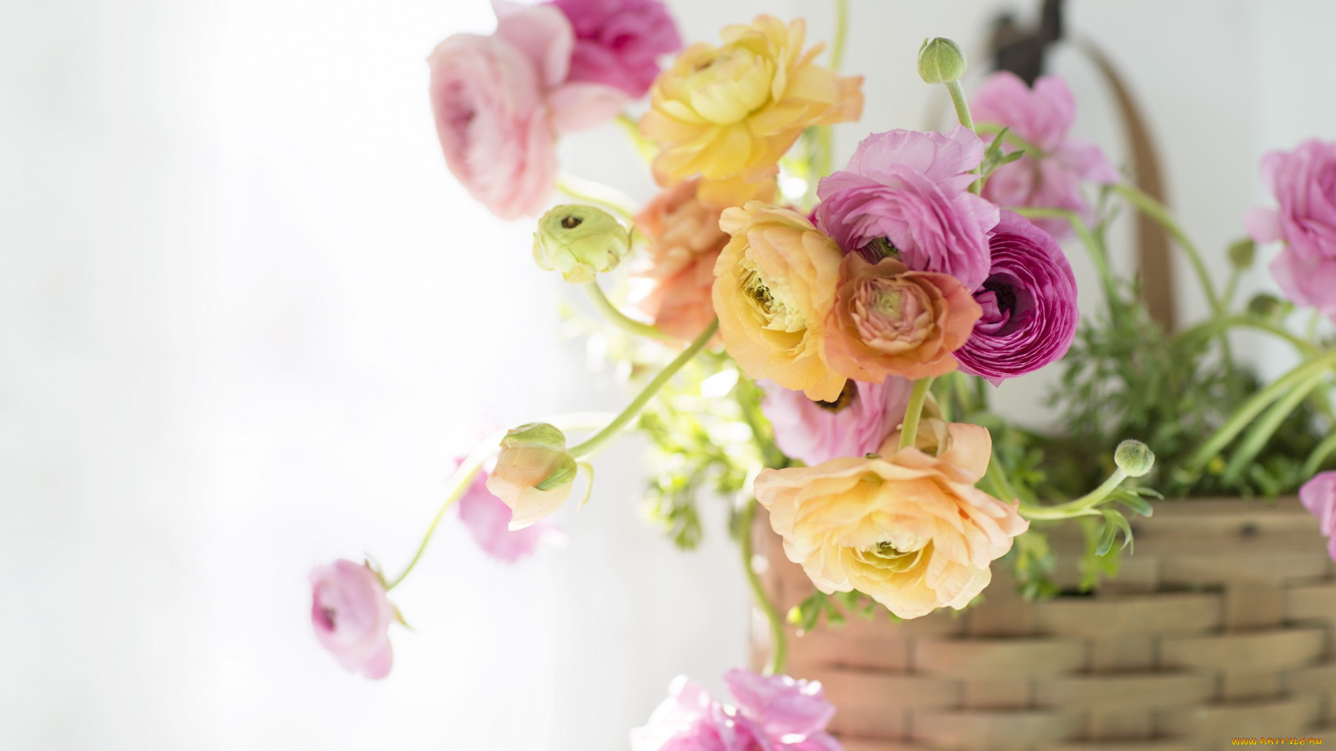 цветы, ранункулюс, , азиатский, лютик, свет, фон