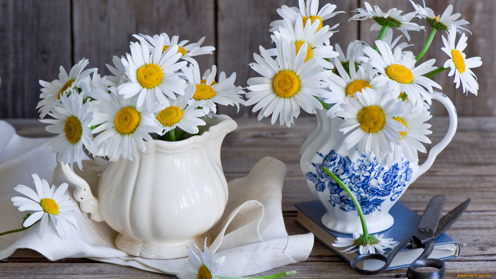 цветы, ромашки