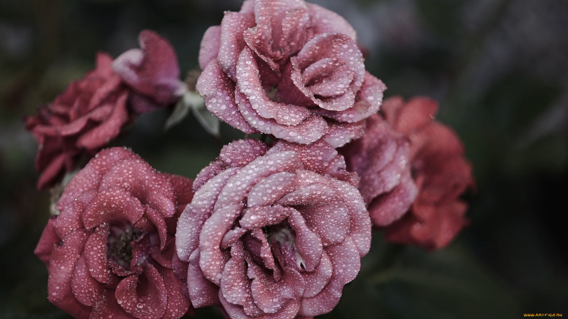 цветы, розы, капли, вода, макро