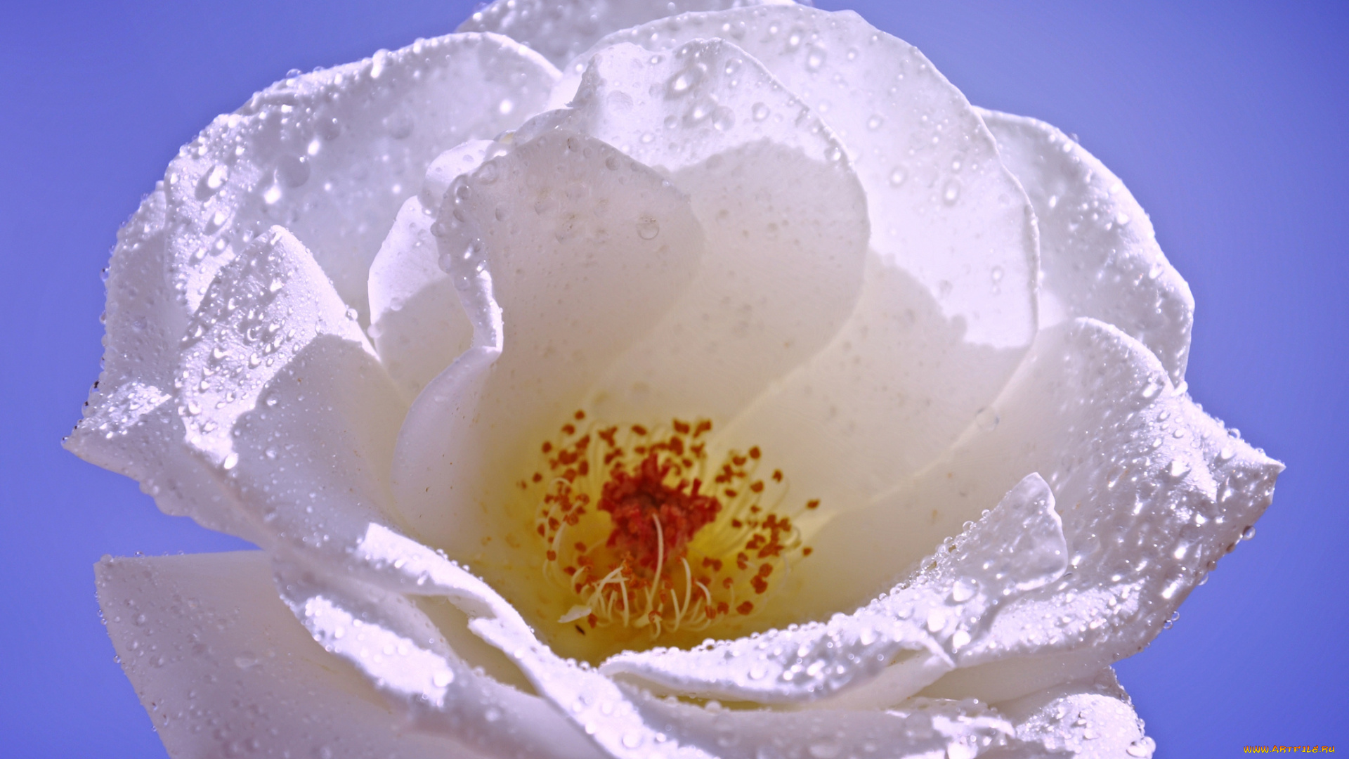 цветы, шиповник, цветок, лепестки, роза, капли, роса, вода