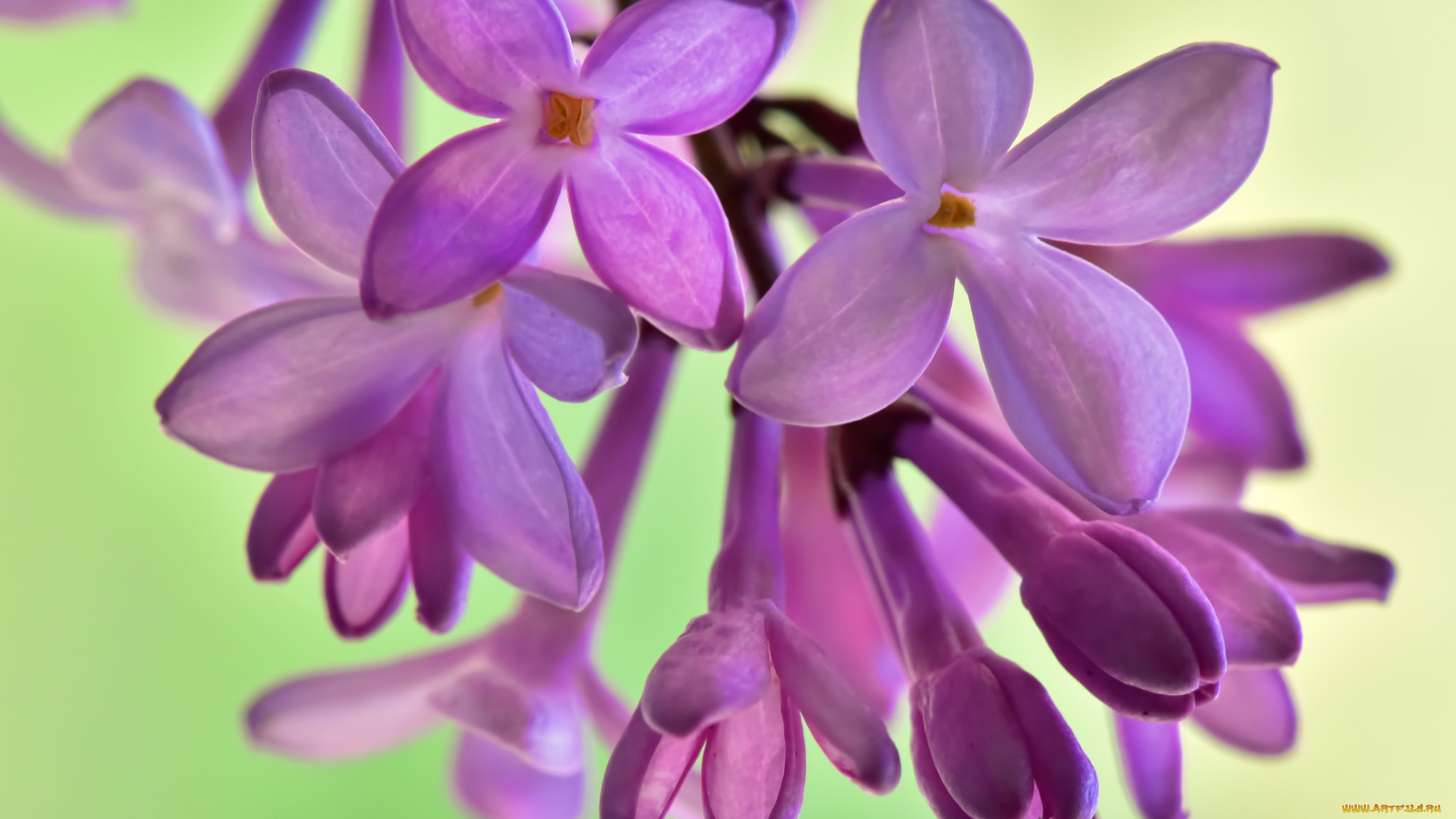 цветы, сирень, весна, соцветие