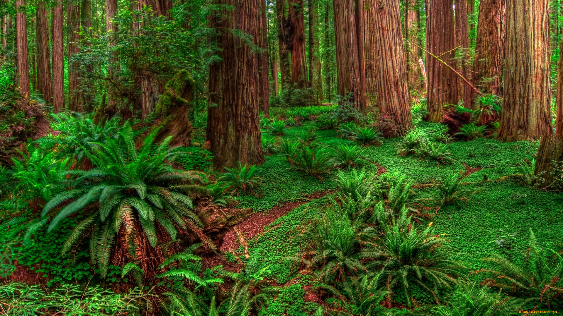 природа, лес, кусты, деревья, зелень