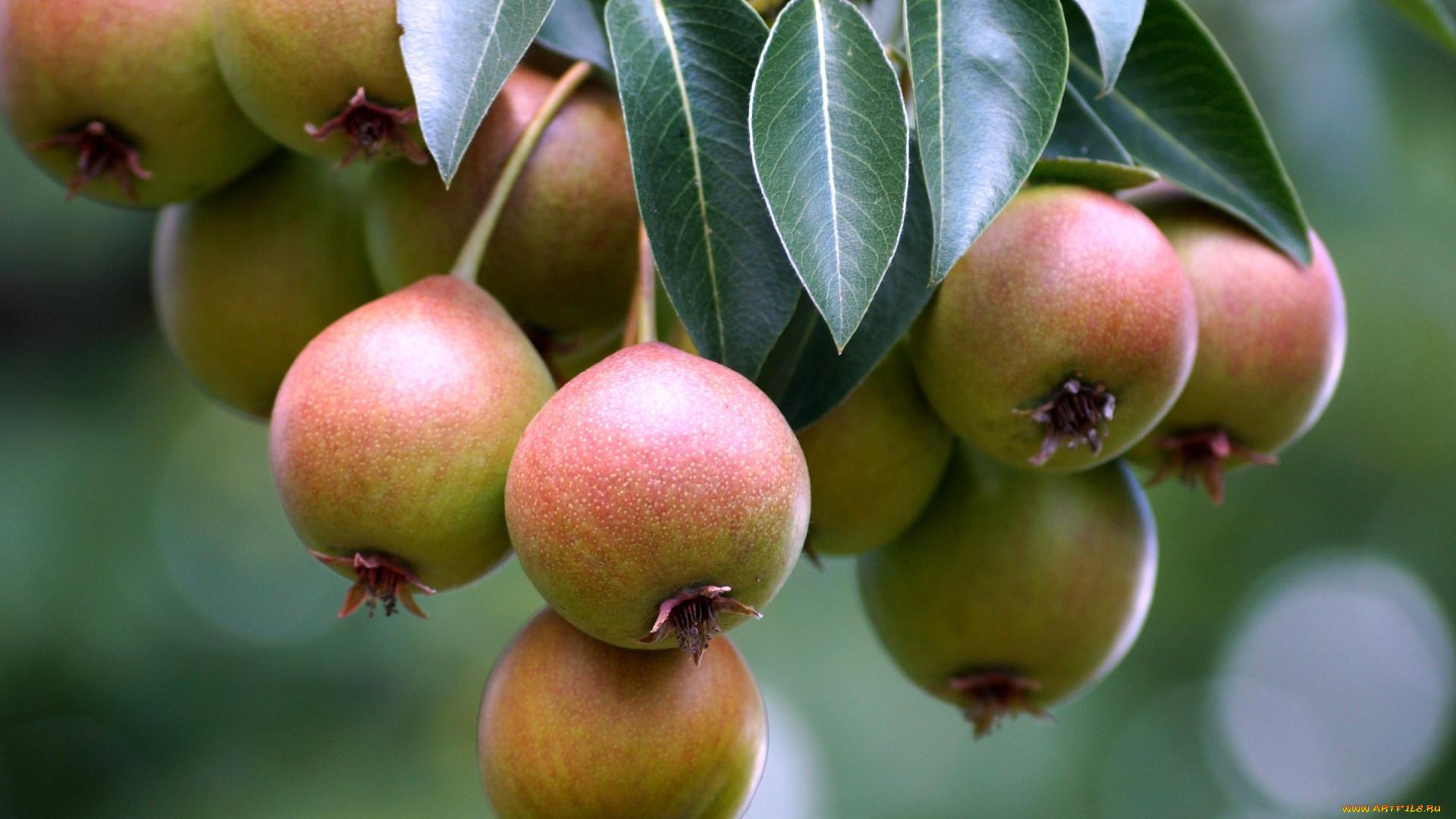 природа, плоды, груши, дерево, макро