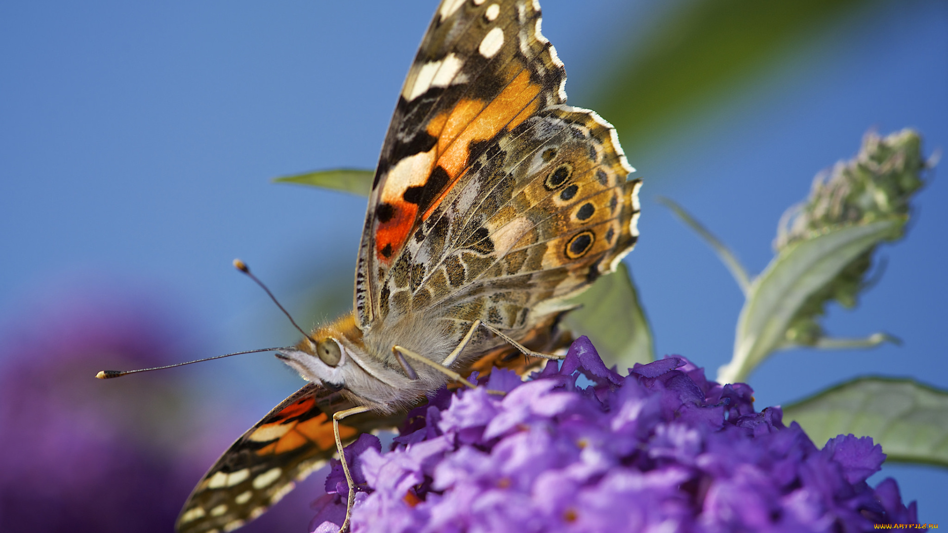 животные, бабочки, , мотыльки, , моли, макро, травинка, насекомое, фон, бабочка, крылья, усики