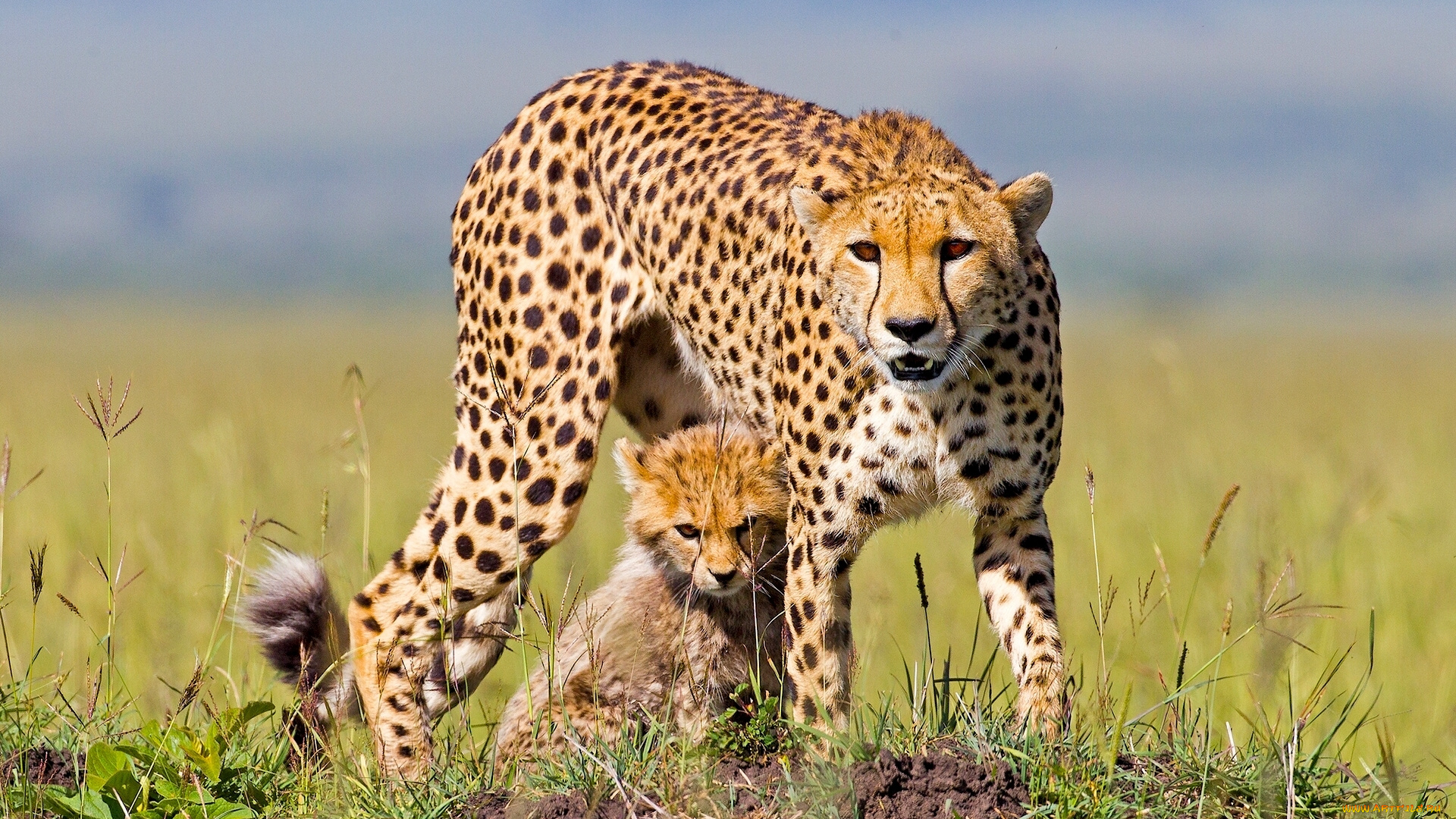 животные, гепарды, африка, котёнок, детёныш, гепард