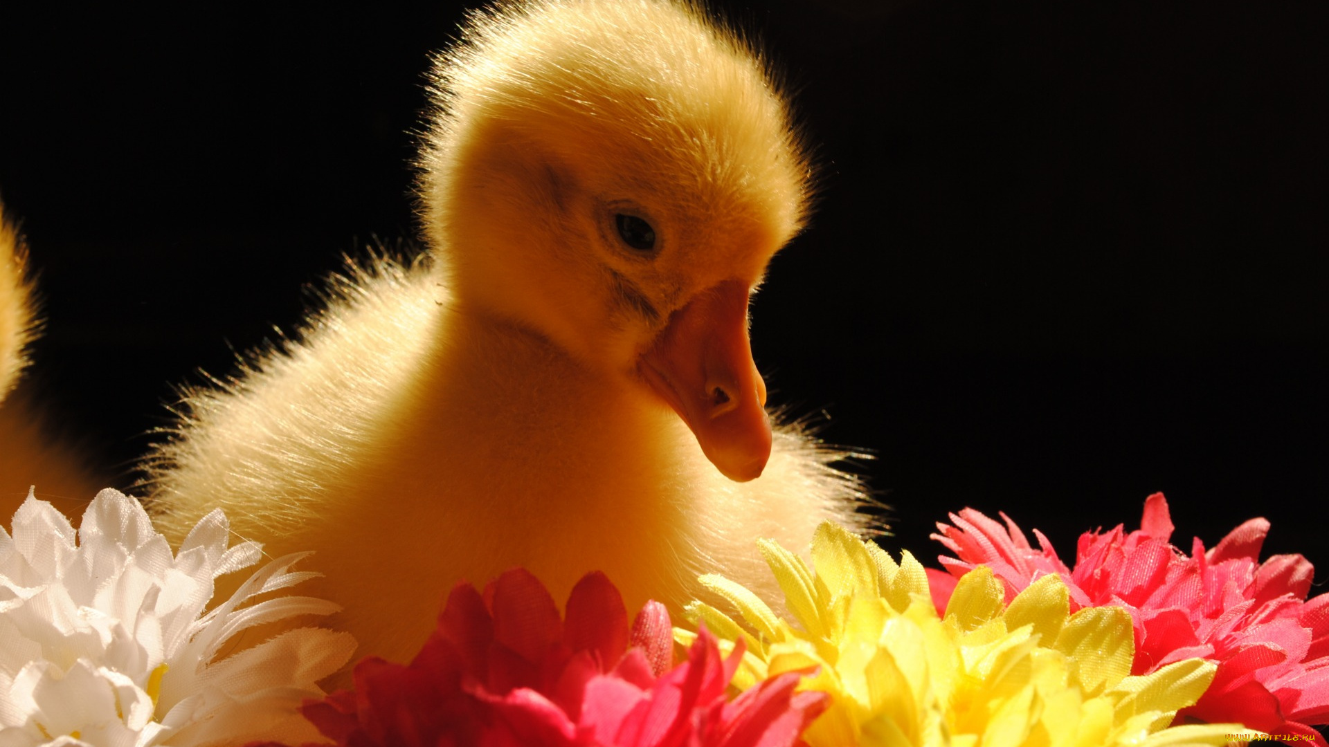 животные, гуси, гусёнок