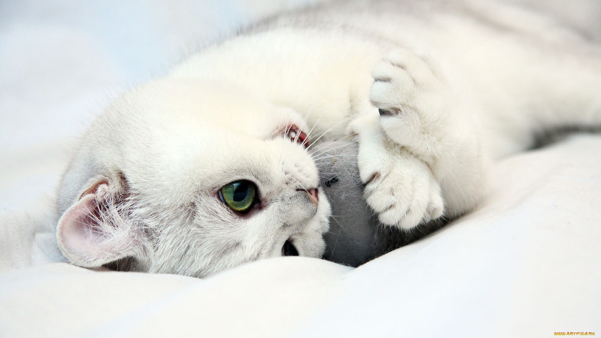 животные, коты, белый, котенок, игрушка, зубы