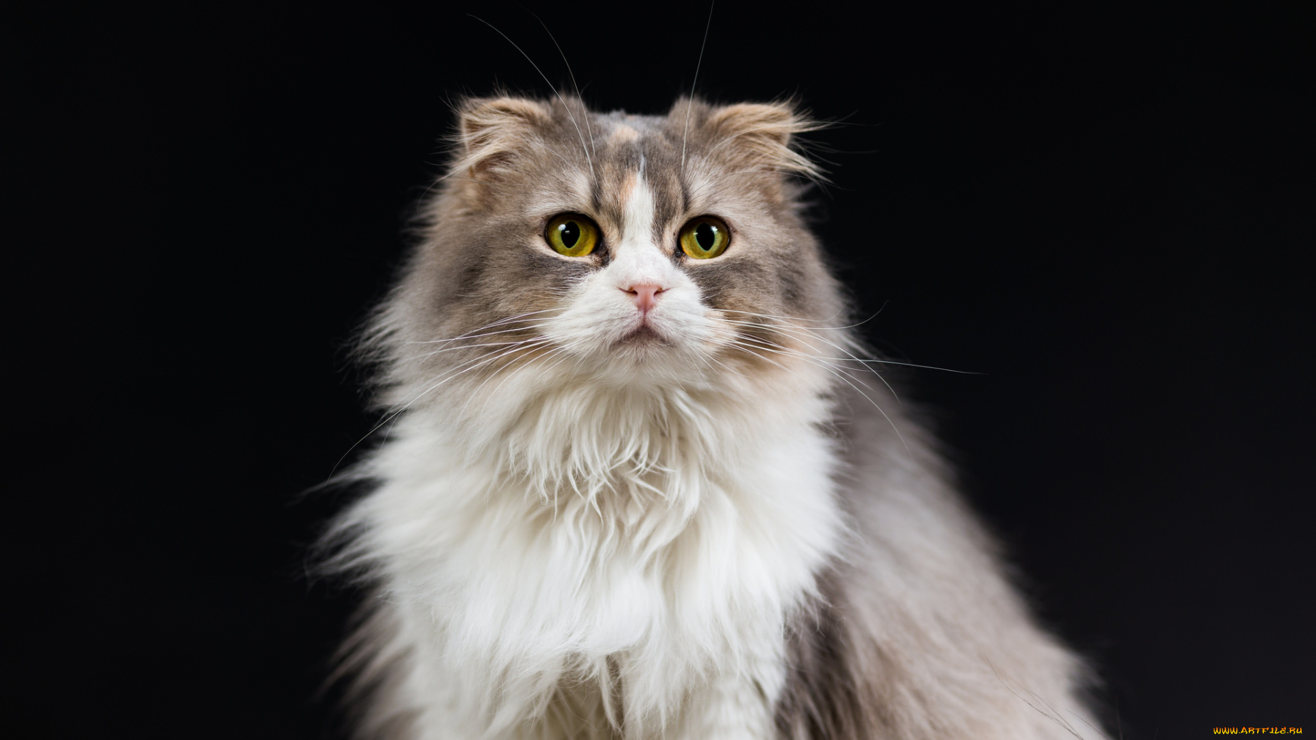 животные, коты, чёрный, фон, кошка, коте, киса, ушки, усы, взгляд