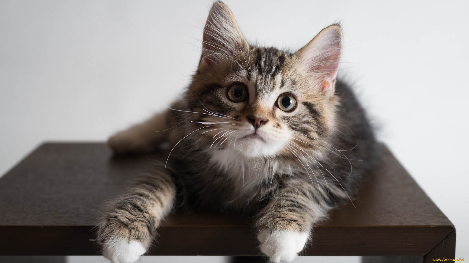 животные, коты, фон, киса, коте, кот, кошка, котёнок, взгляд, стол