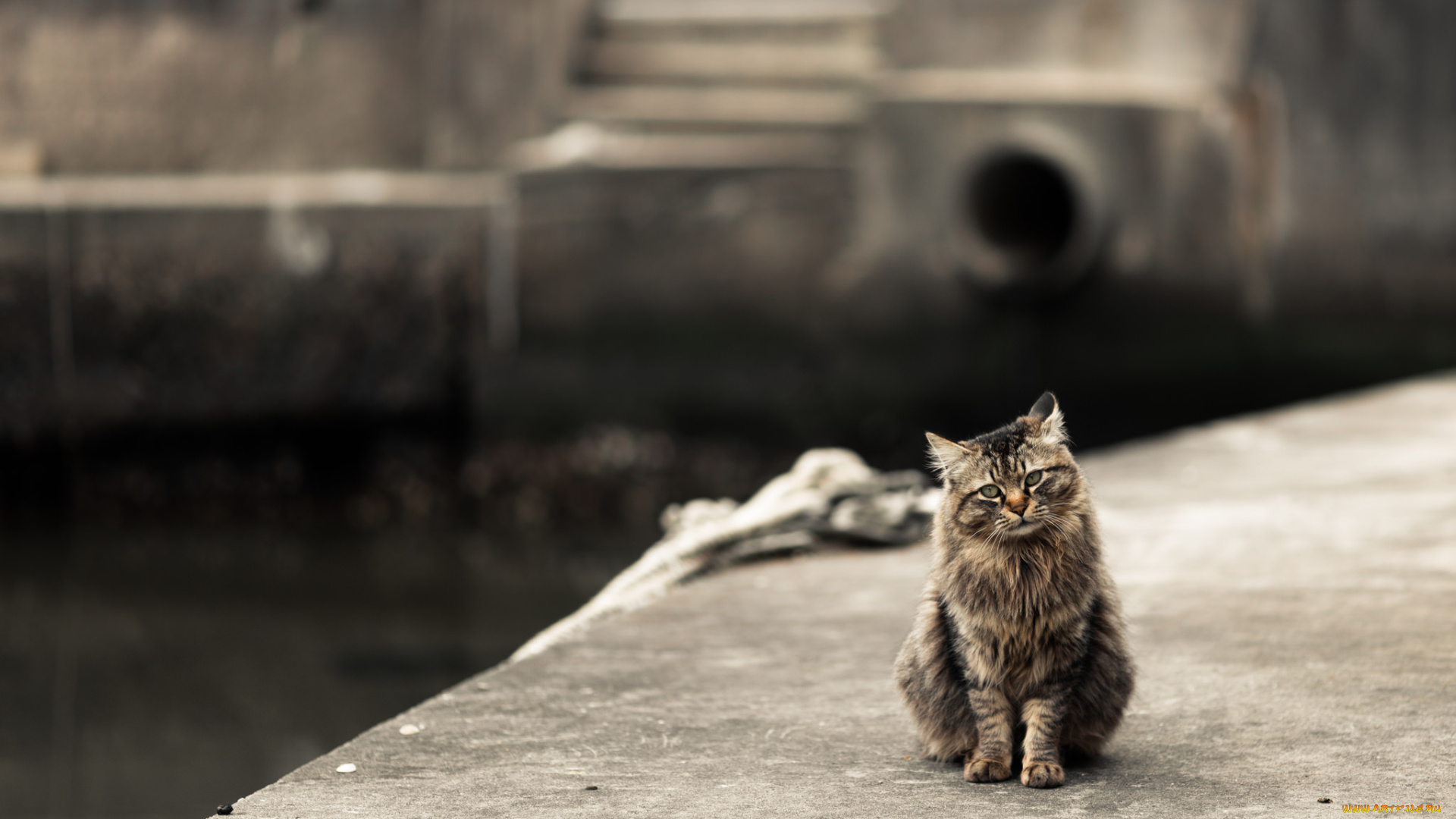 животные, коты, фон, ушки, усы, взгляд, коте, киса