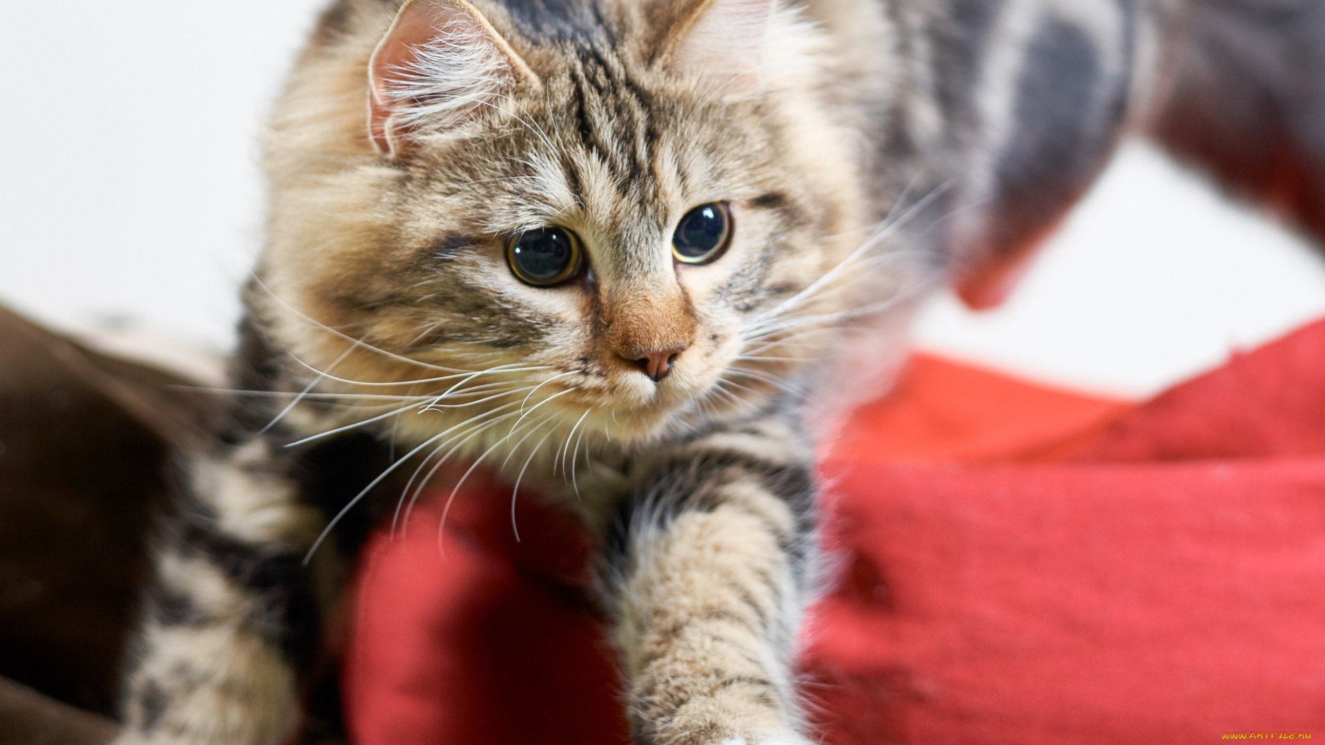 животные, коты, игра, прыжок, лапки, кот, коте, киса, взгляд, кошка