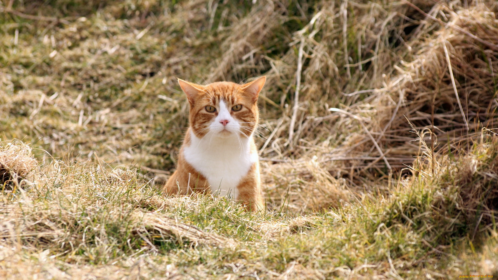 животные, коты, кошка, поле, природа