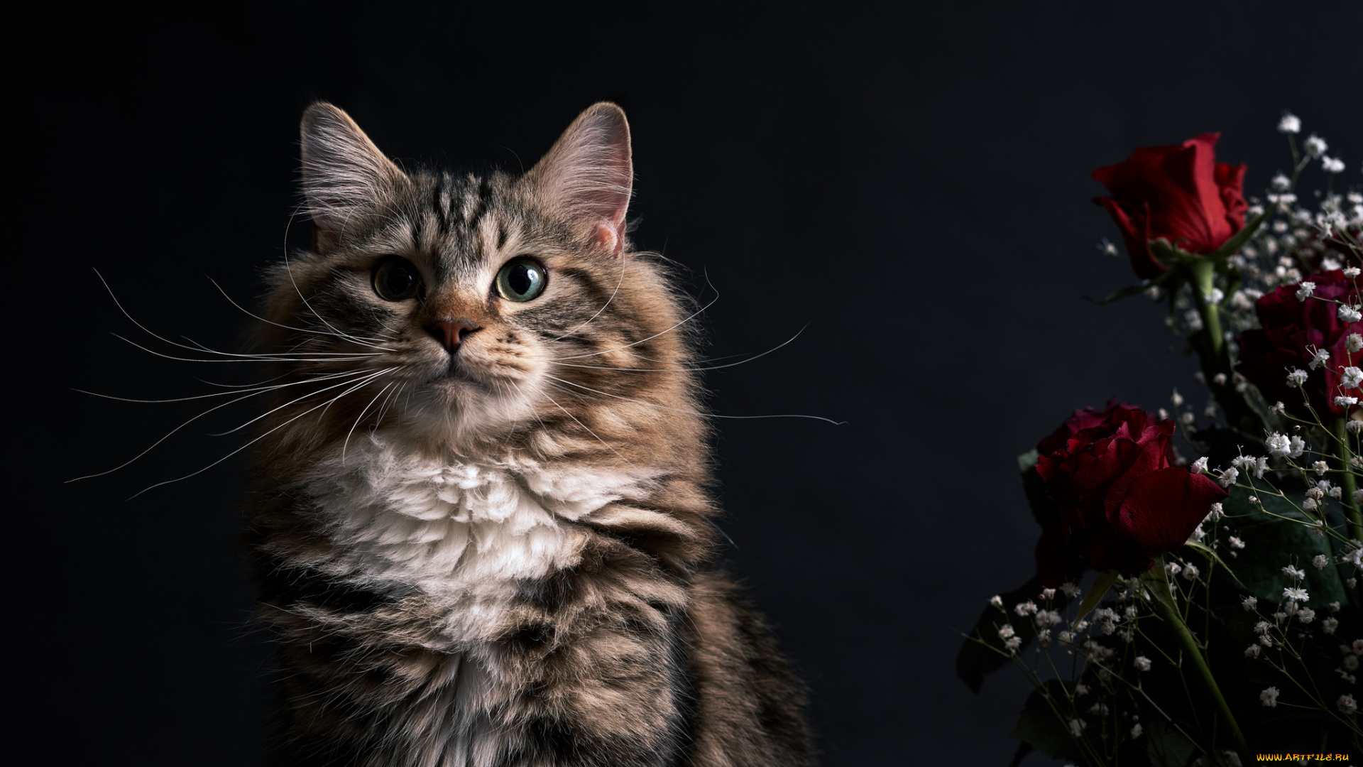 животные, коты, коте, кот, розы, цветы, портрет, взгляд, кошка, киса