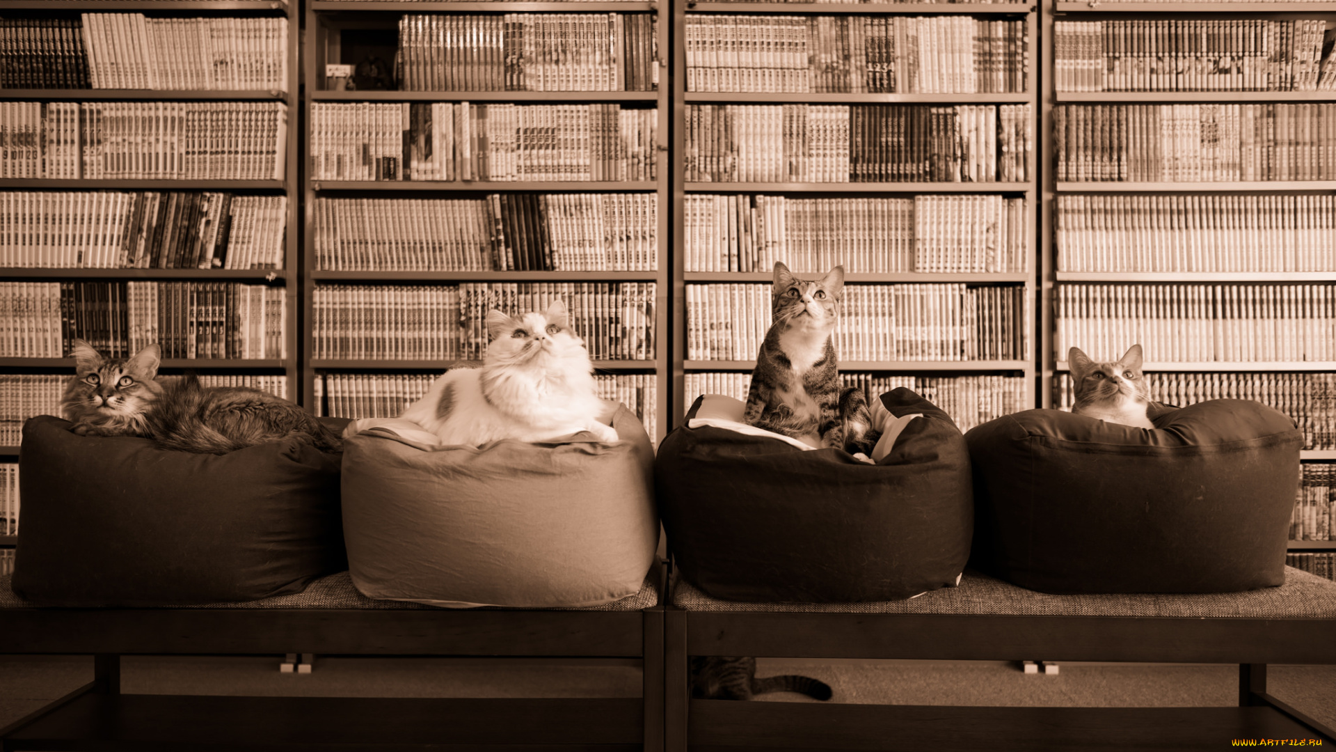 животные, коты, подушки, квартет