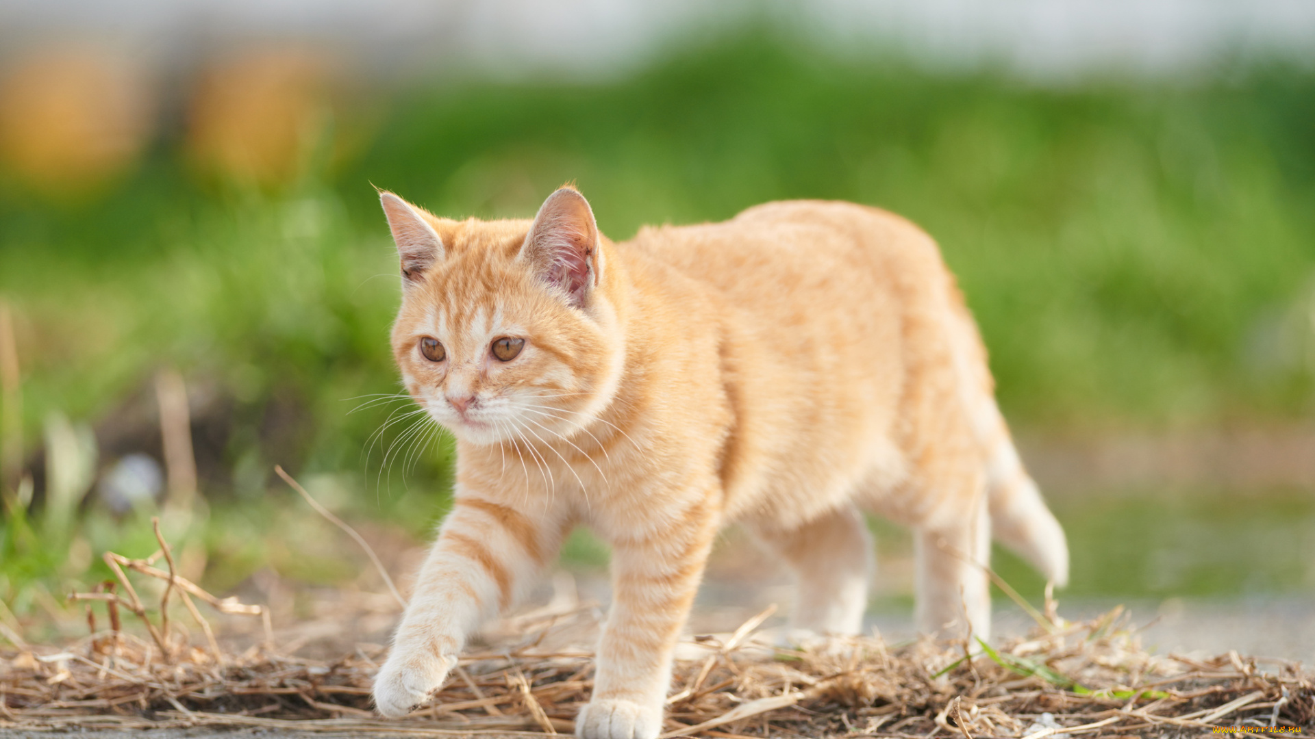 животные, коты, рыжий, взгляд, коте, кошка, кот, киса