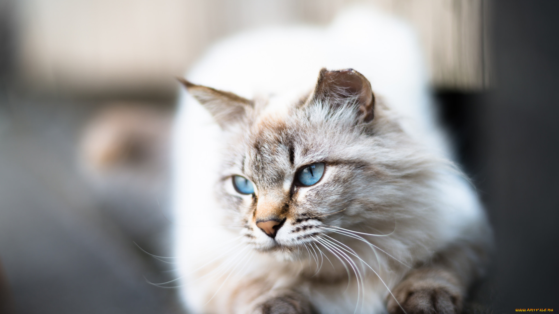 животные, коты, ушки, усы, коте, киса, взгляд, кошка