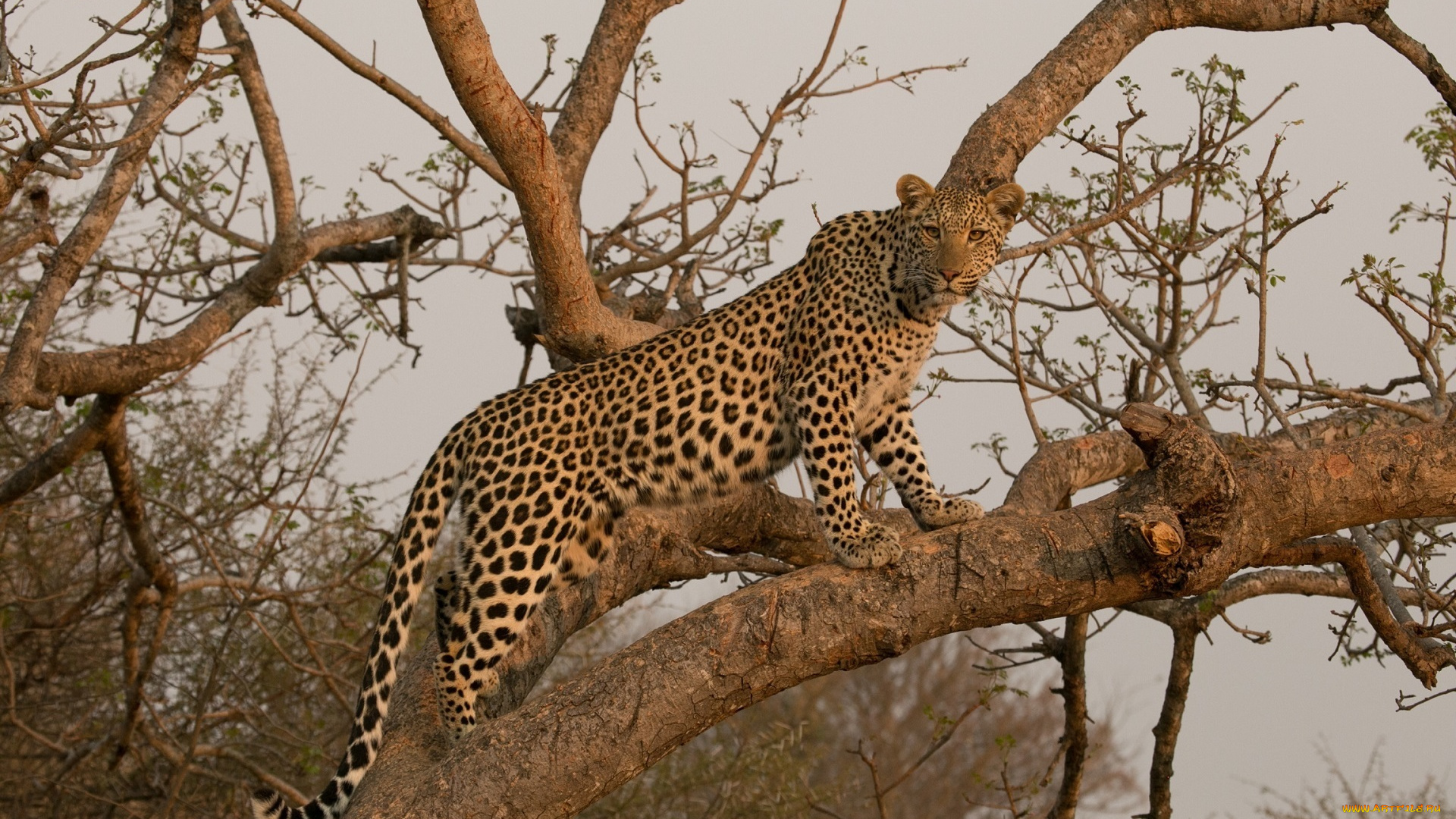 животные, леопарды, африка, дерево, грация, пятна, хищник