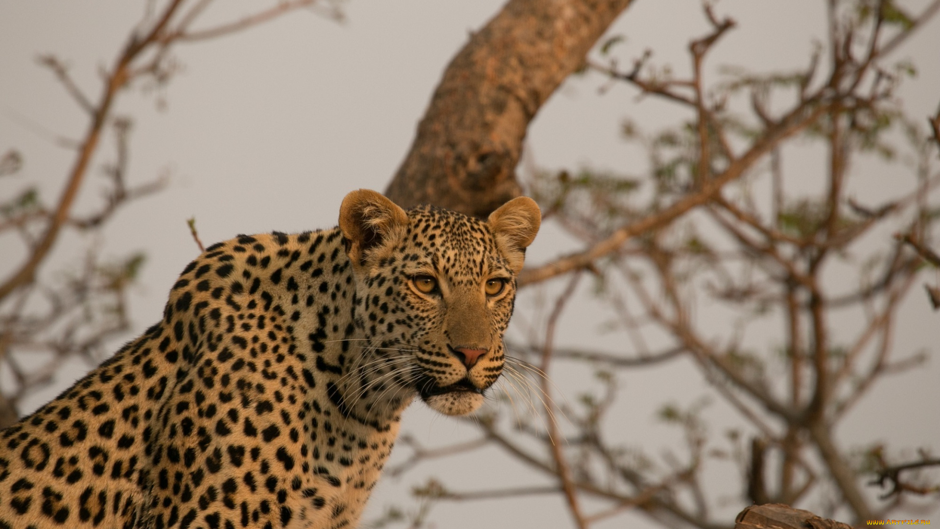 животные, леопарды, морда, африка, кошка