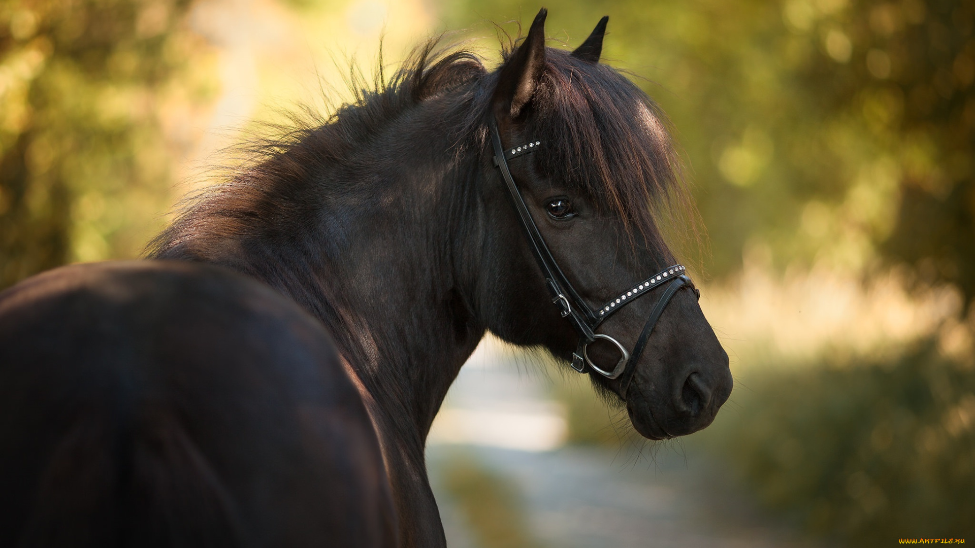 животные, лошади, чёлка, морда, конь, грива