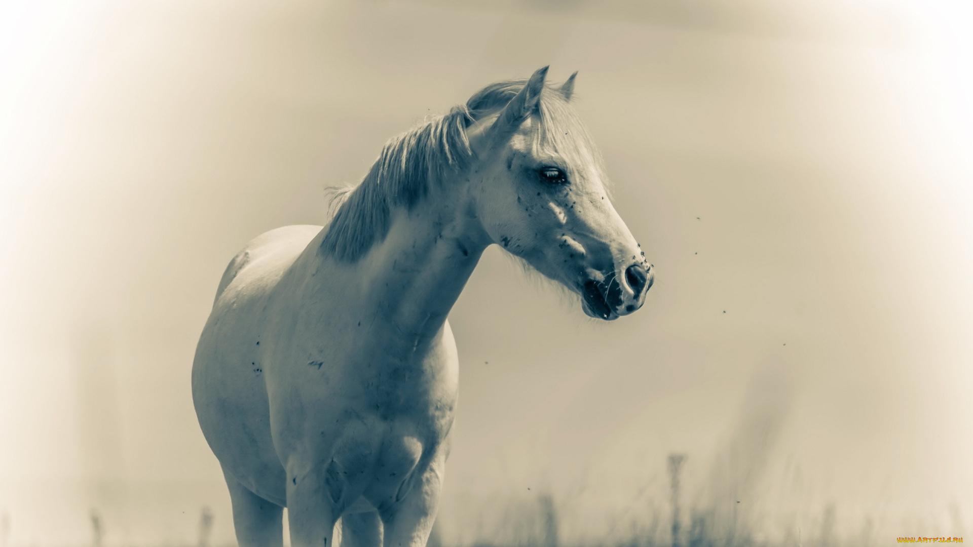 животные, лошади, природа, лето, конь