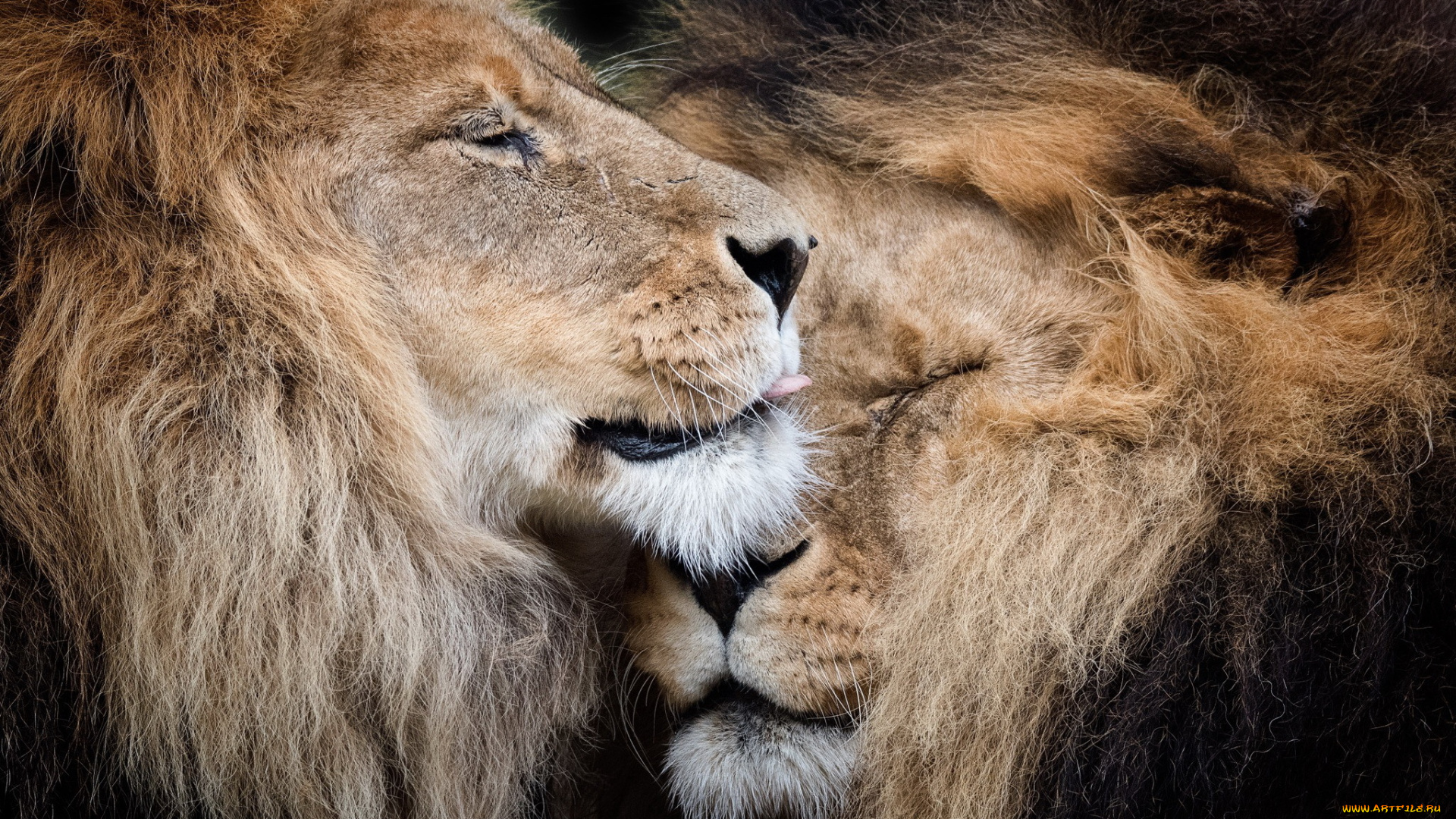 животные, львы, природа, звери