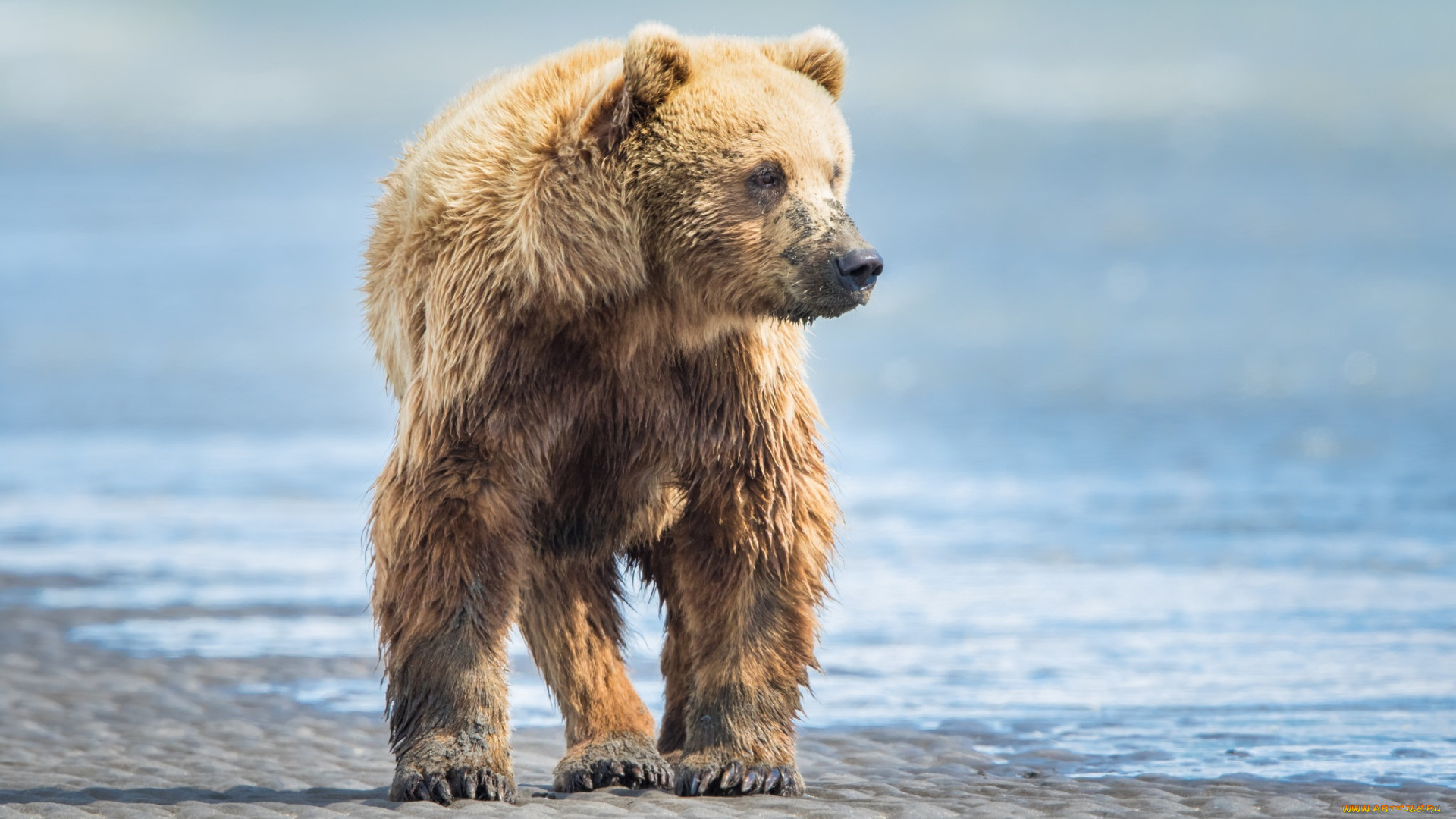 животные, медведи, побережье, берег, поза, мощь, гризли