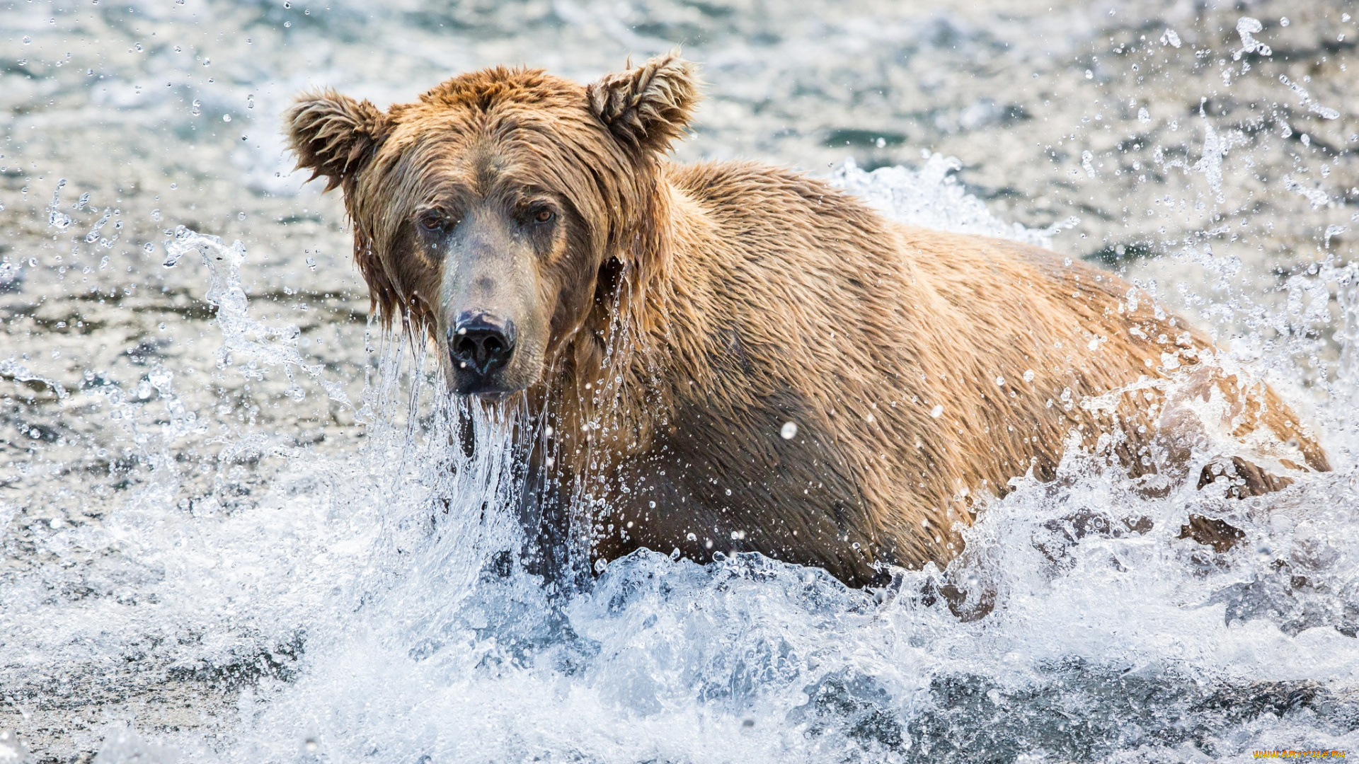 животные, медведи, рыбалка, брызги, вода, морда, гризли