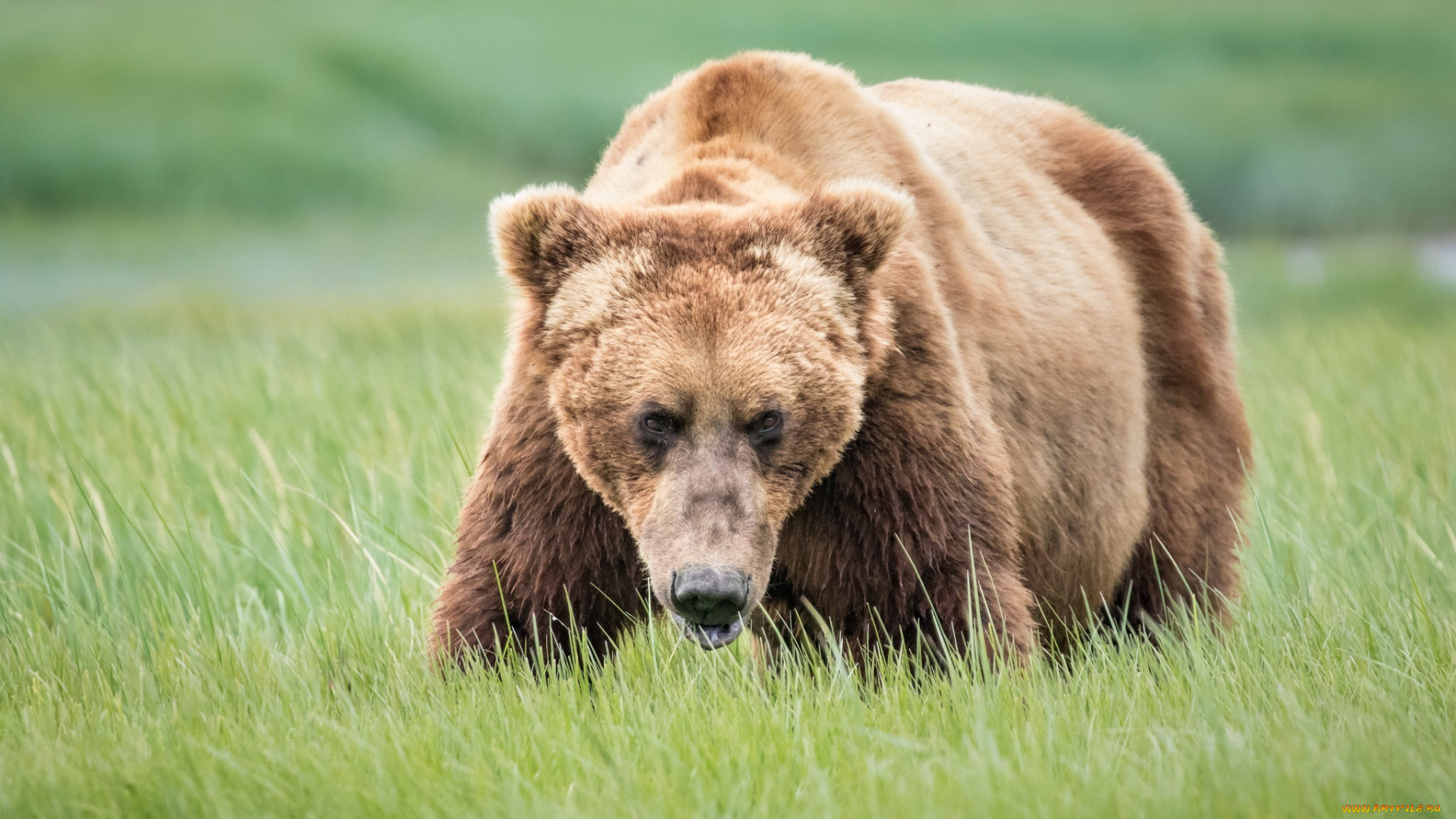 животные, медведи, внимание, морда, трава, гризли