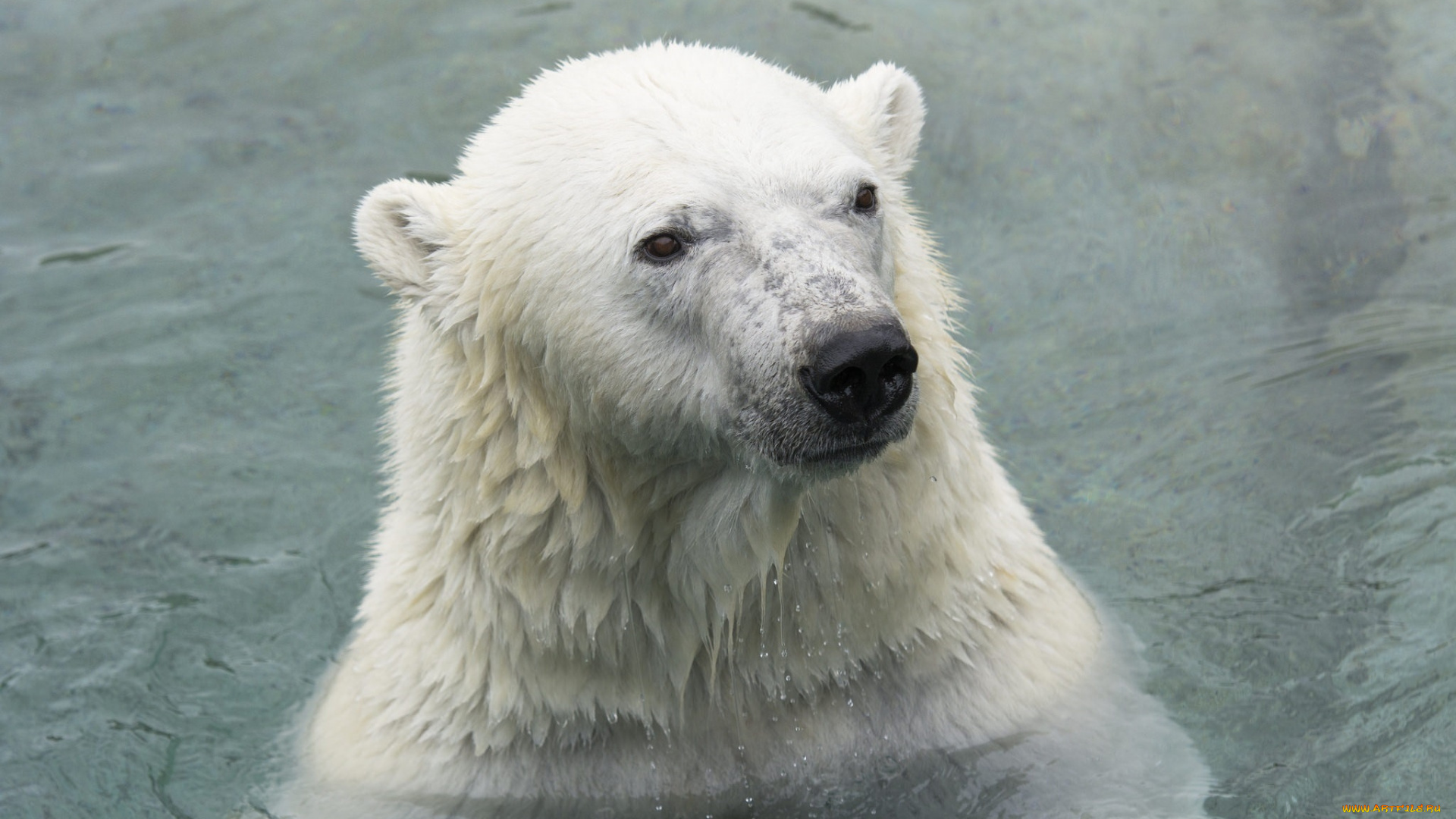 животные, медведи, зоопарк, белый, купание, морда, хищник, полярный