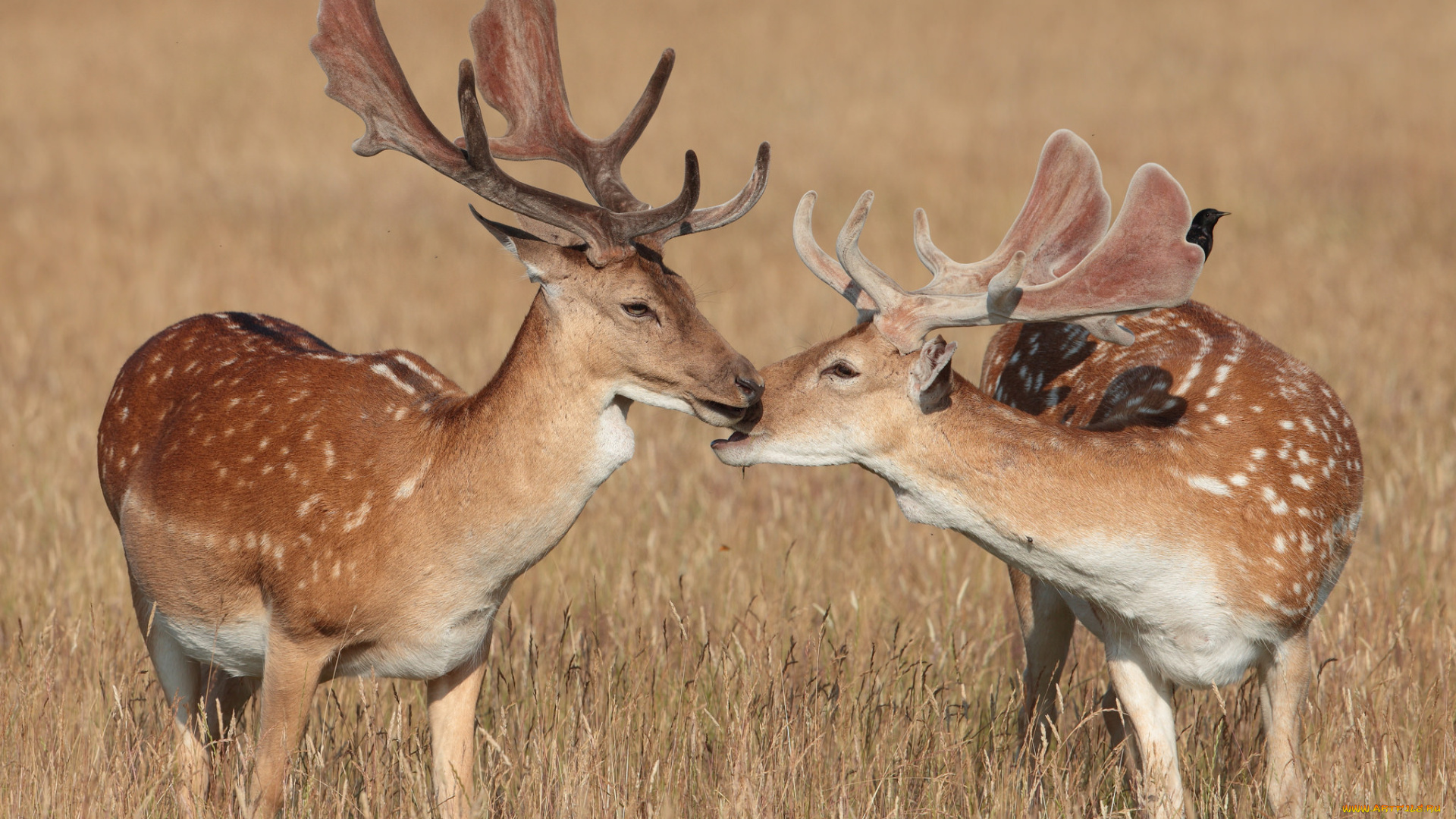 животные, олени, рога, олень
