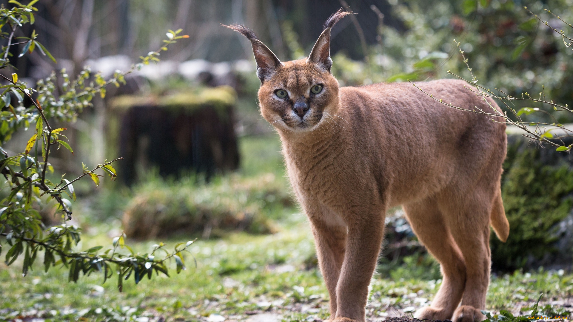 животные, рыси, каракал