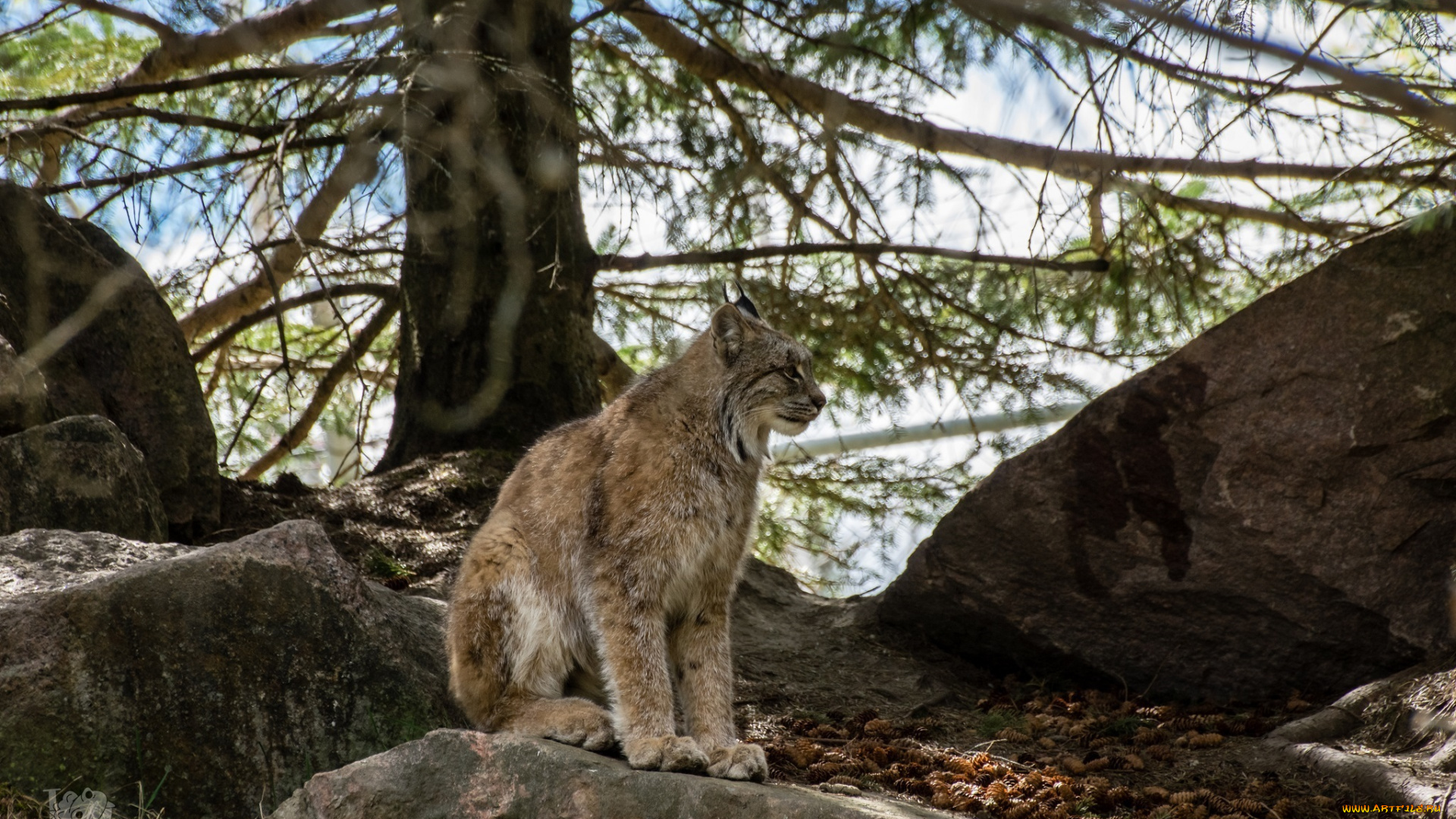 животные, рыси, кошка, лес