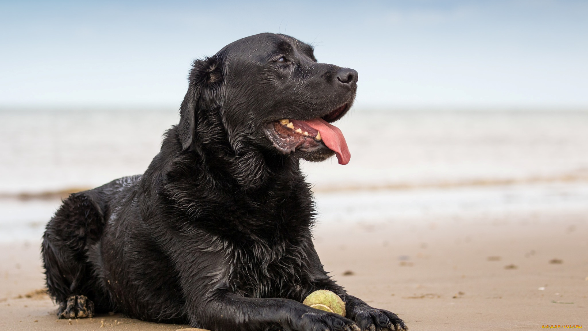 животные, собаки, друг, взгляд, собака