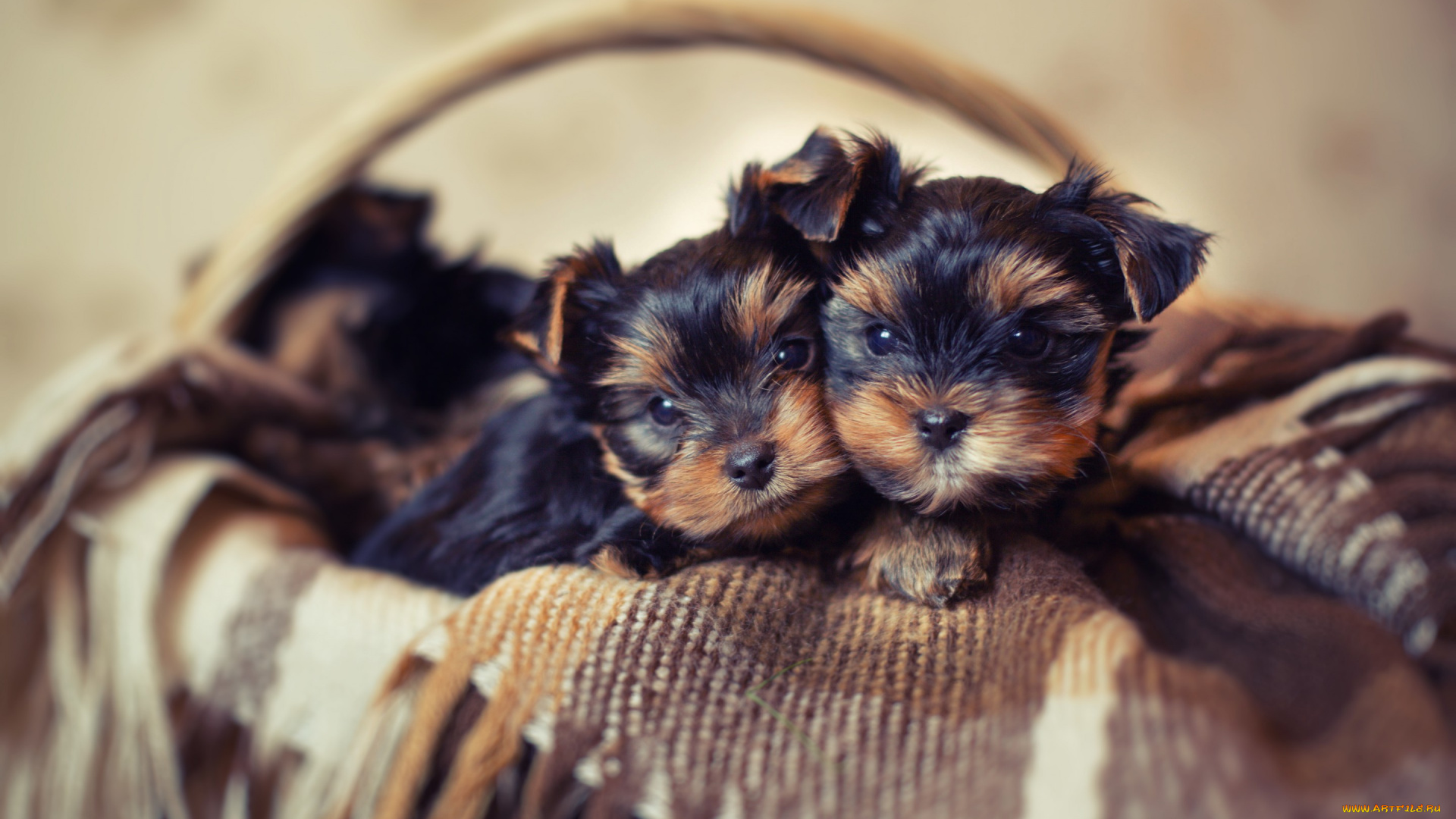 животные, собаки, корзина, щенки, корзинка