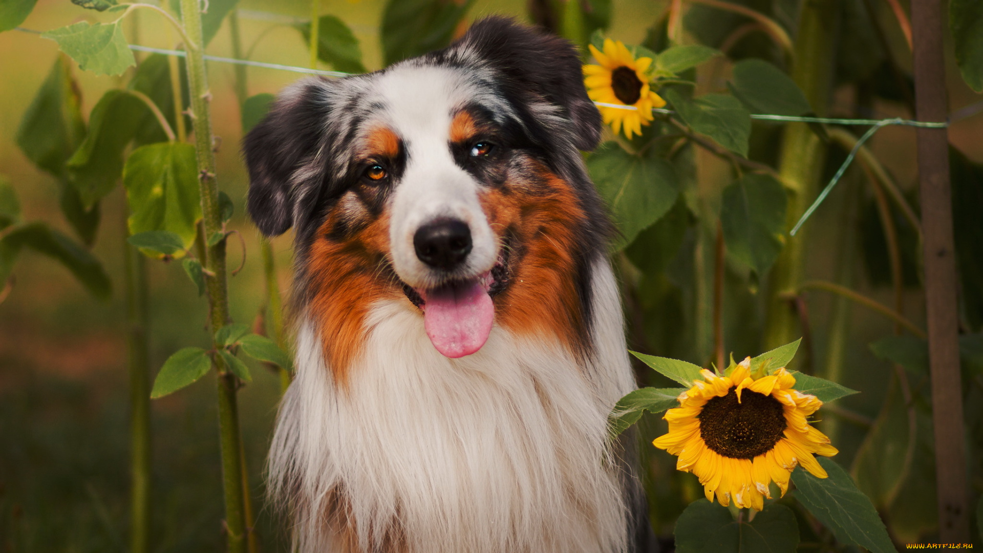 животные, собаки, лето, друг, взгляд, собака