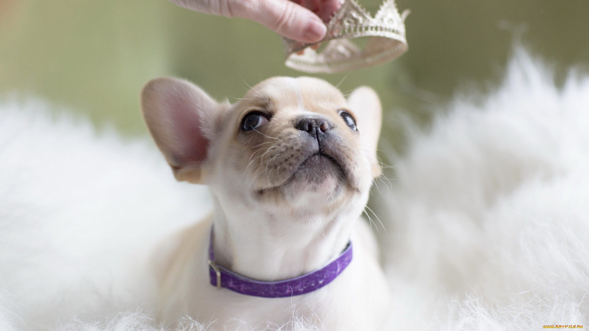 животные, собаки, собака, щенок, принцесса, корона, фон
