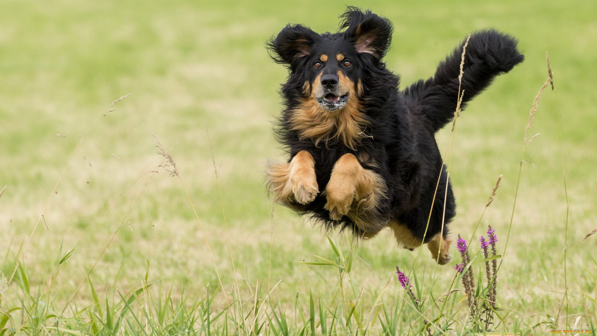 животные, собаки, взгляд, друг, собака, бег