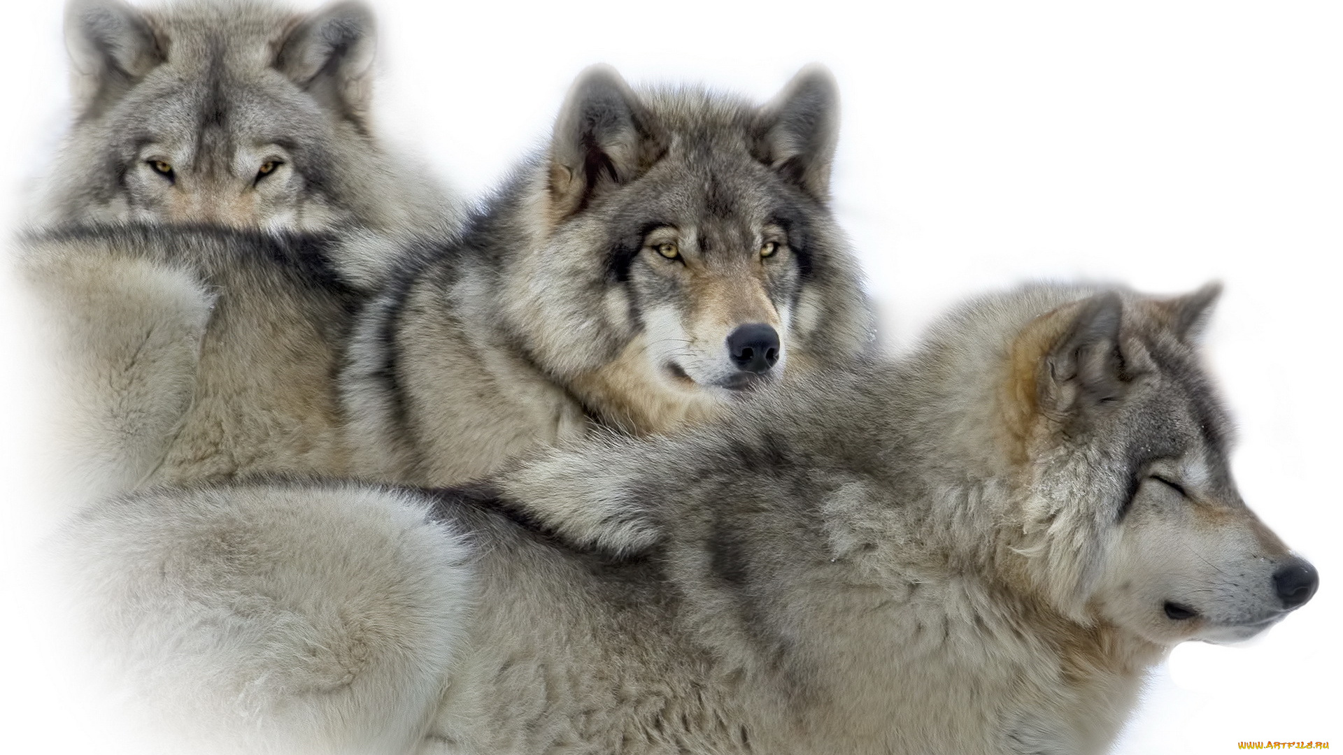 животные, волки, , койоты, , шакалы, фон, природа