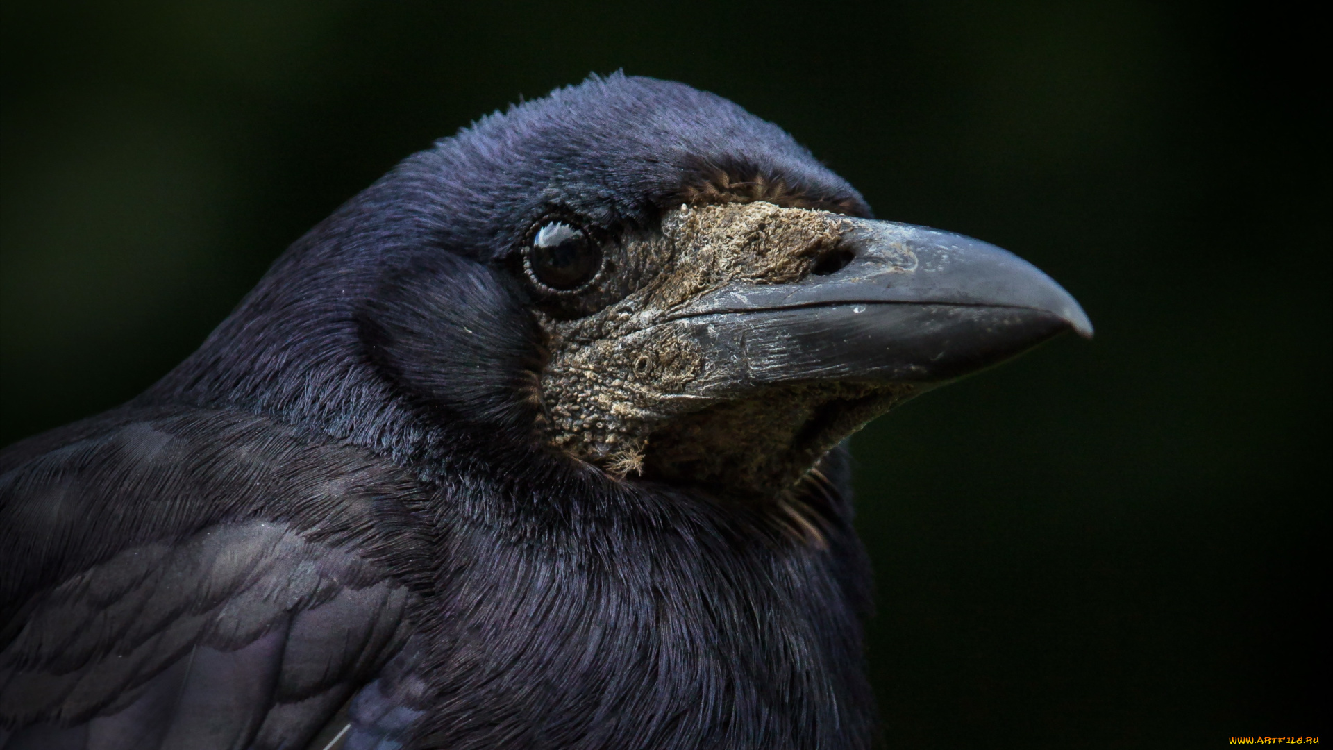 животные, вороны, , грачи, , галки, фон, ворон, птица