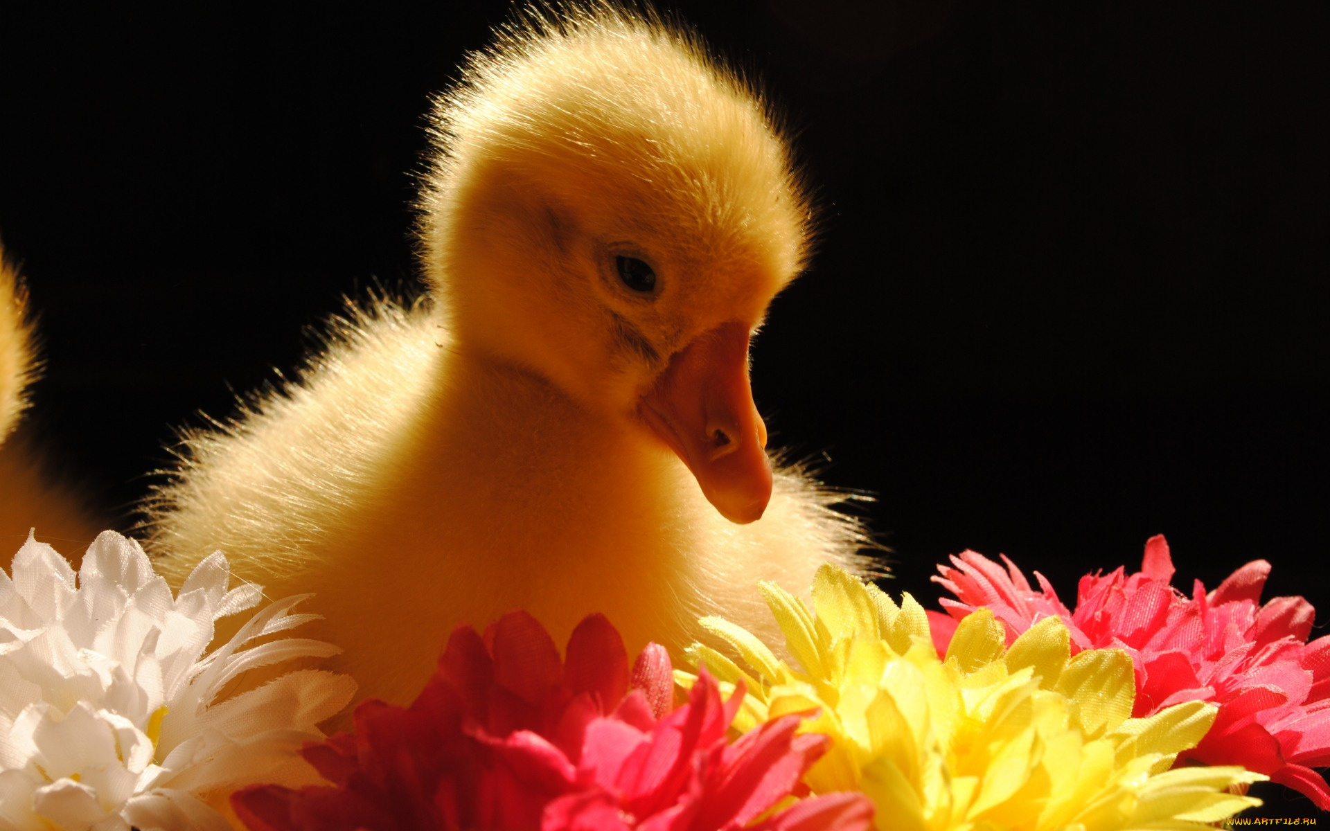 животные, гуси, гусёнок