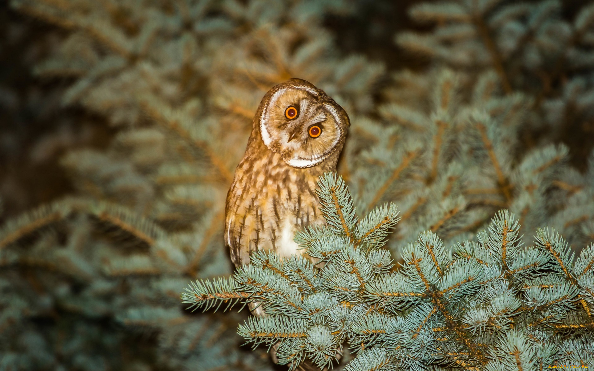 животные, совы, природа, дерево, ветки, ель, сова, птица