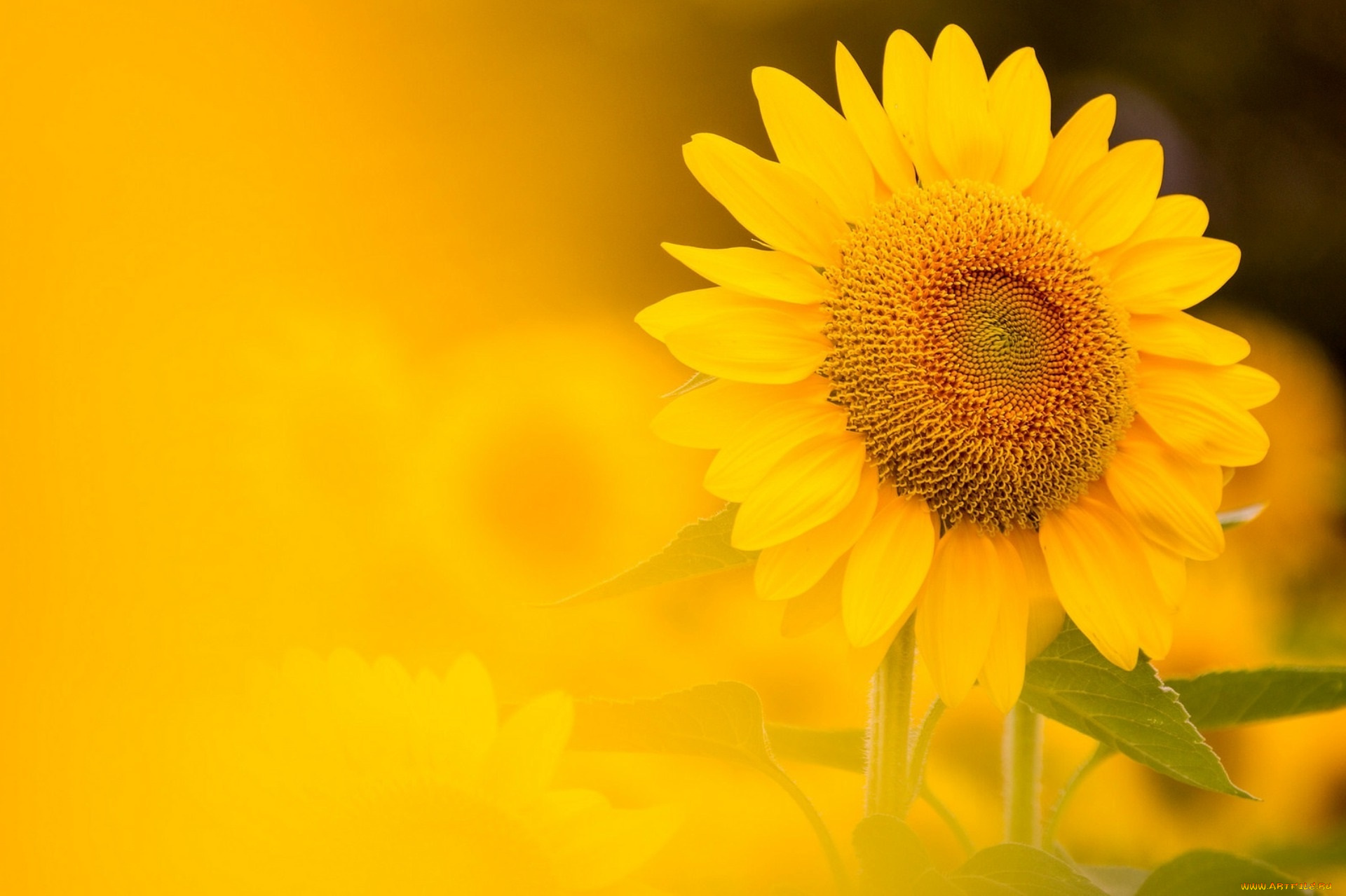 цветы, подсолнухи, фон, природа, подсолнух