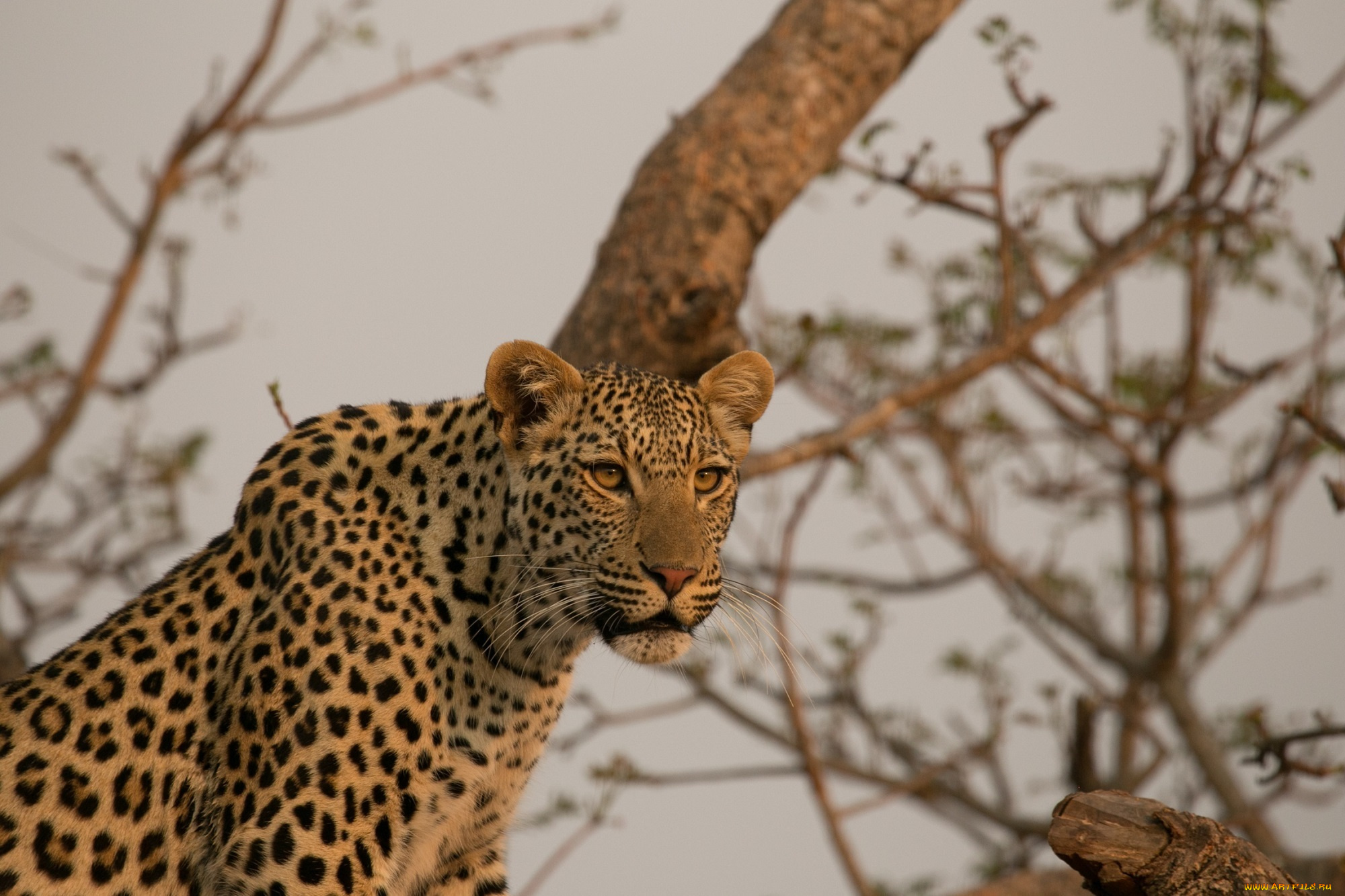 животные, леопарды, морда, африка, кошка